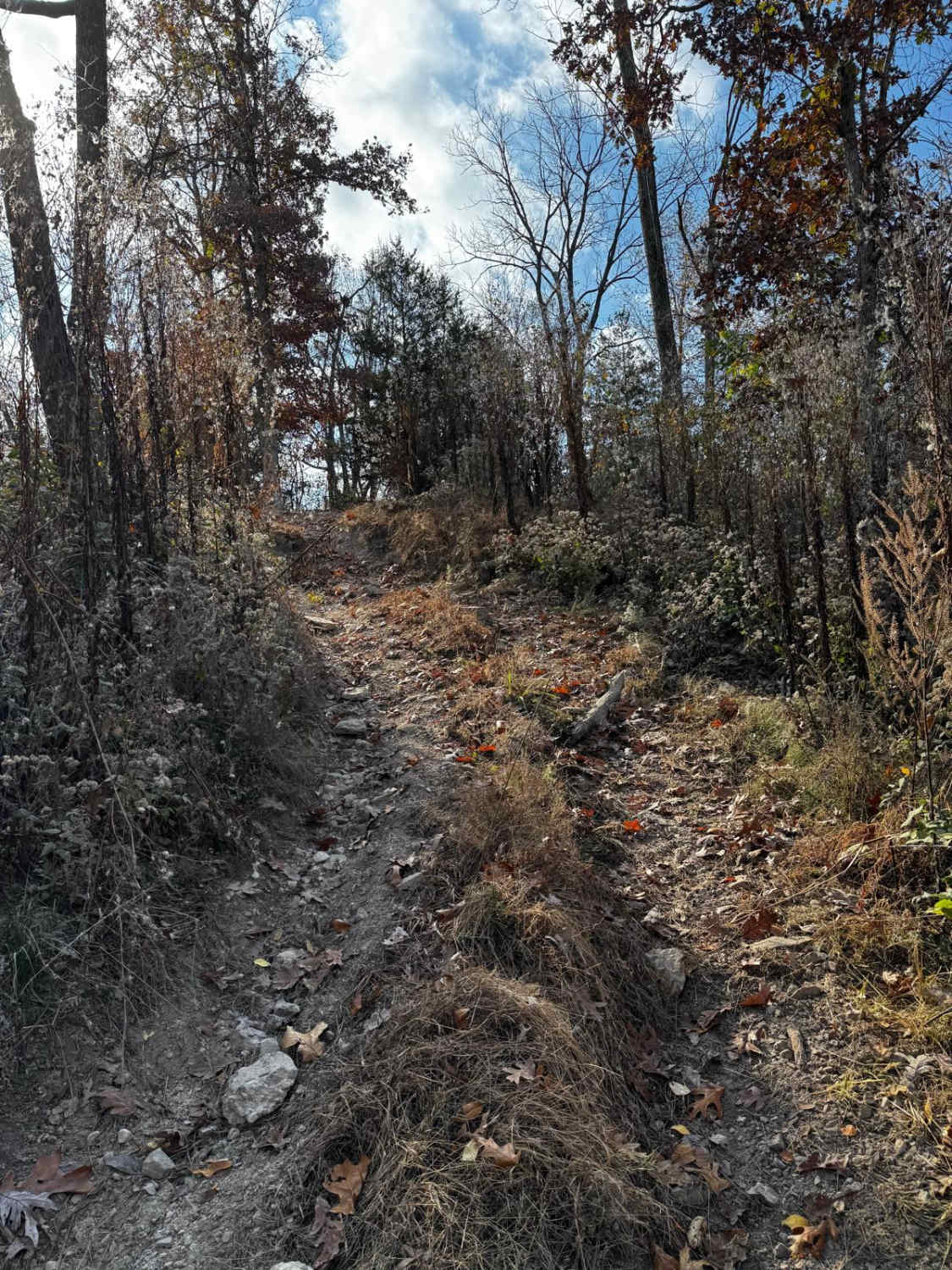 Dog Leg 