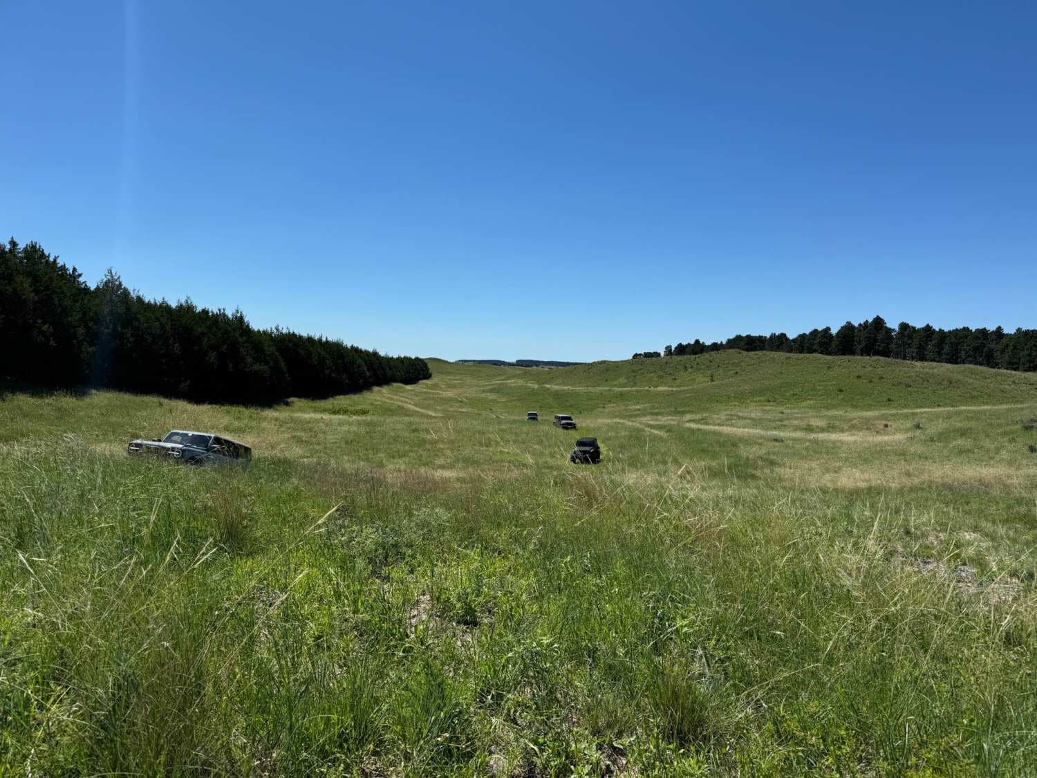 Tree Line