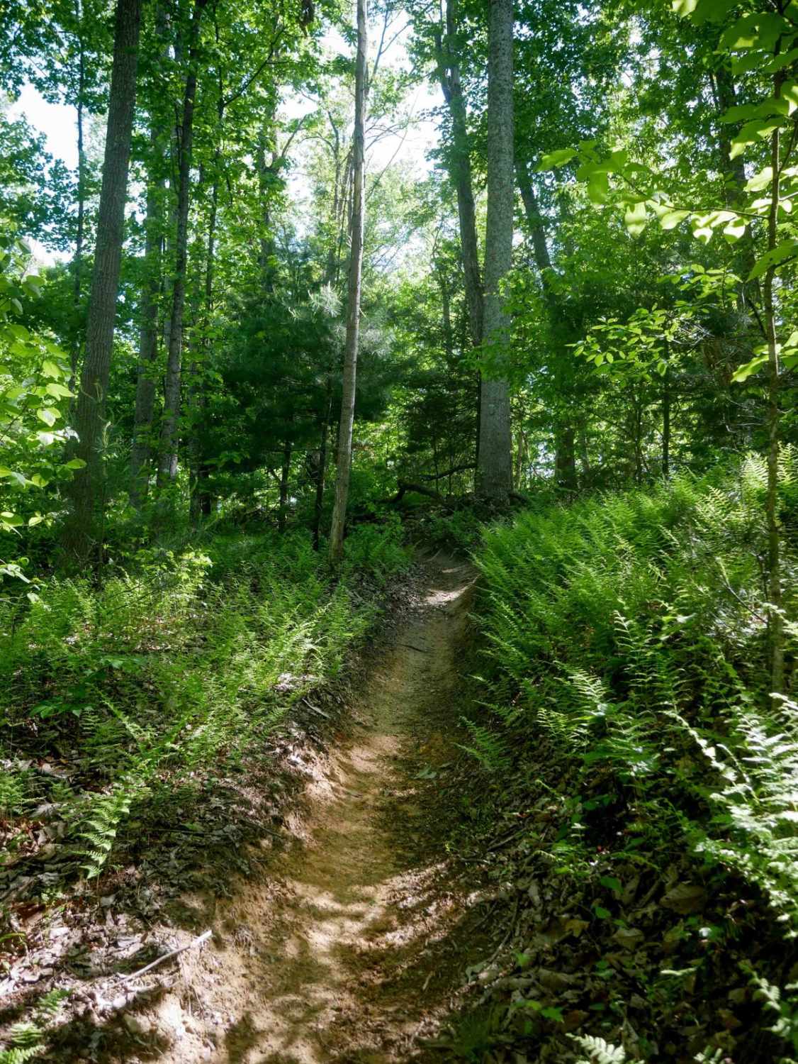 Single Track 1