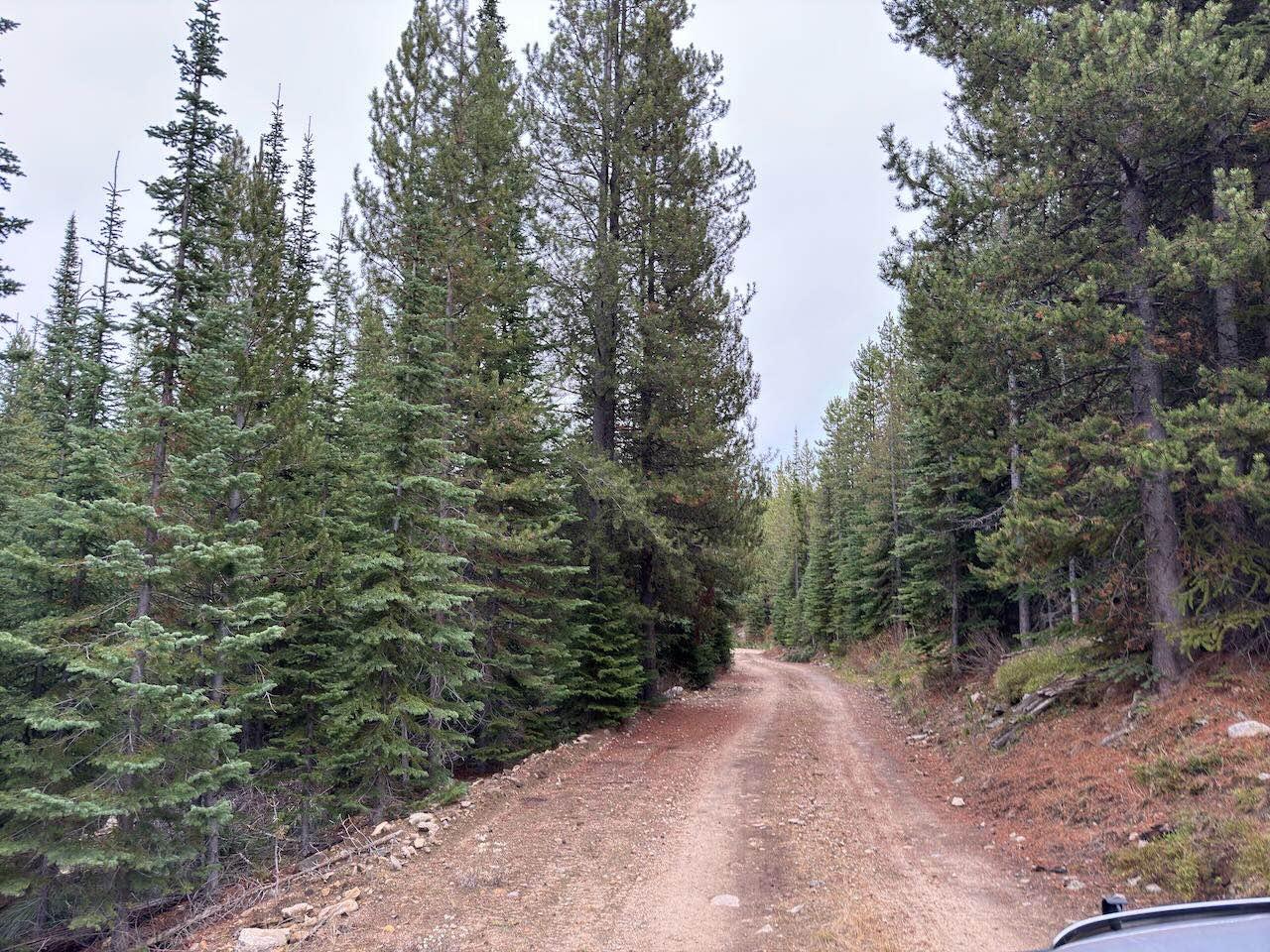 Deer Meadows