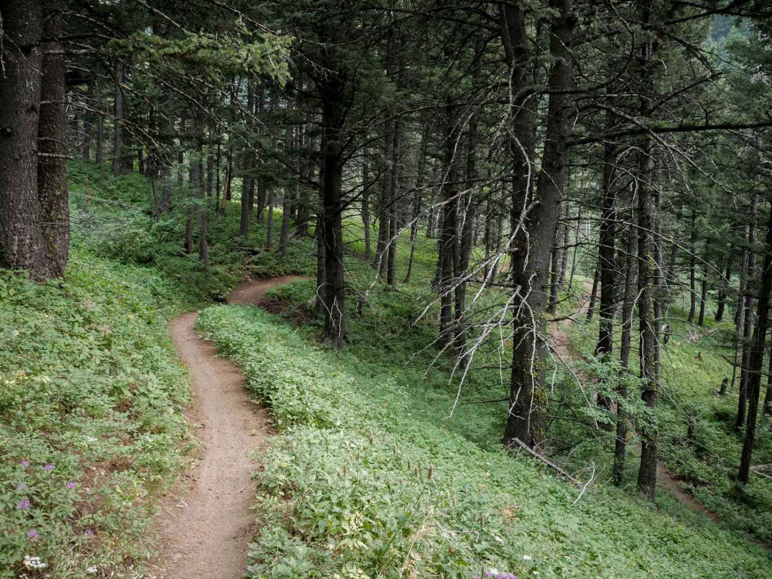 Truman Gulch 