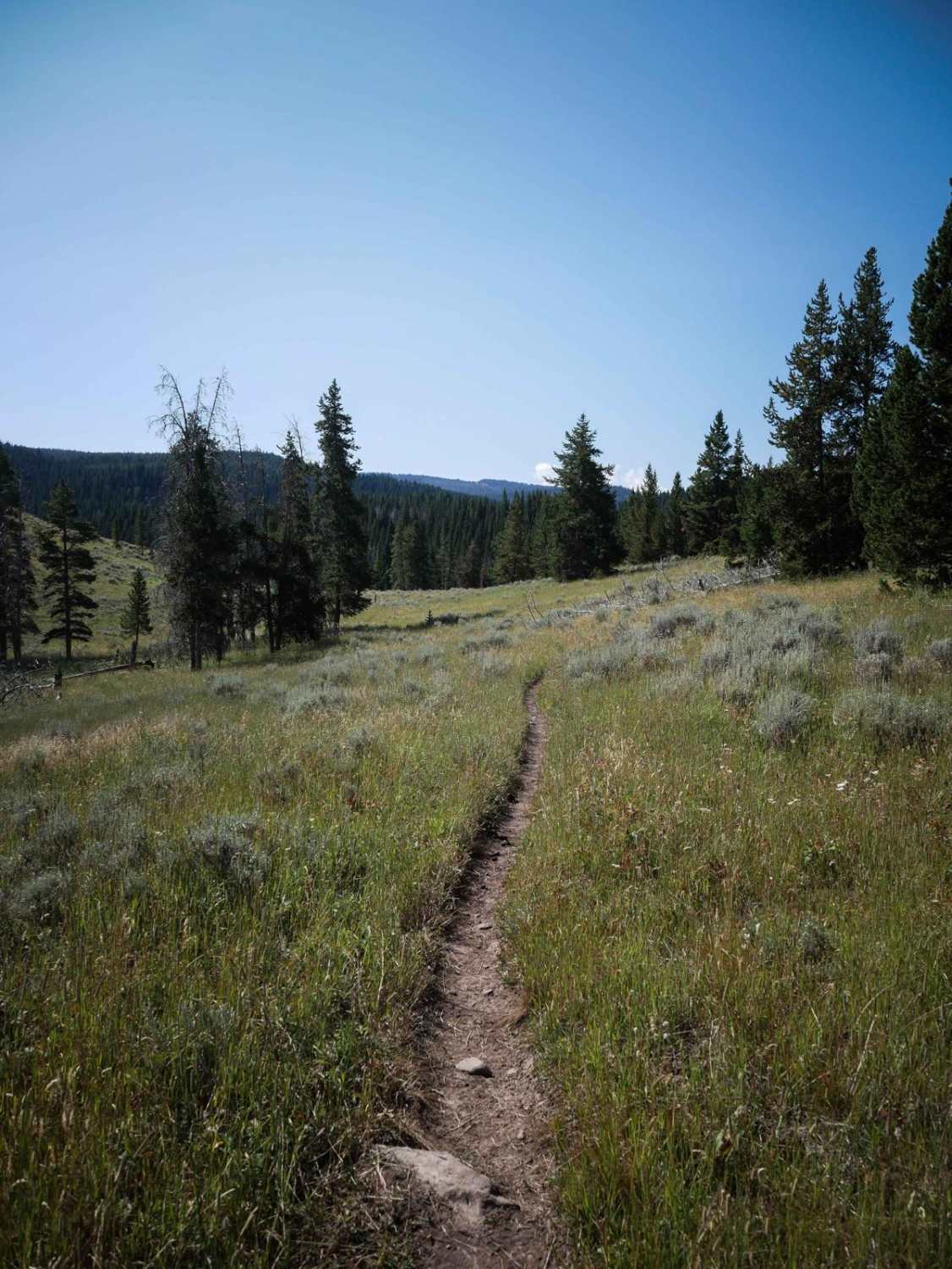 Wapiti Creek