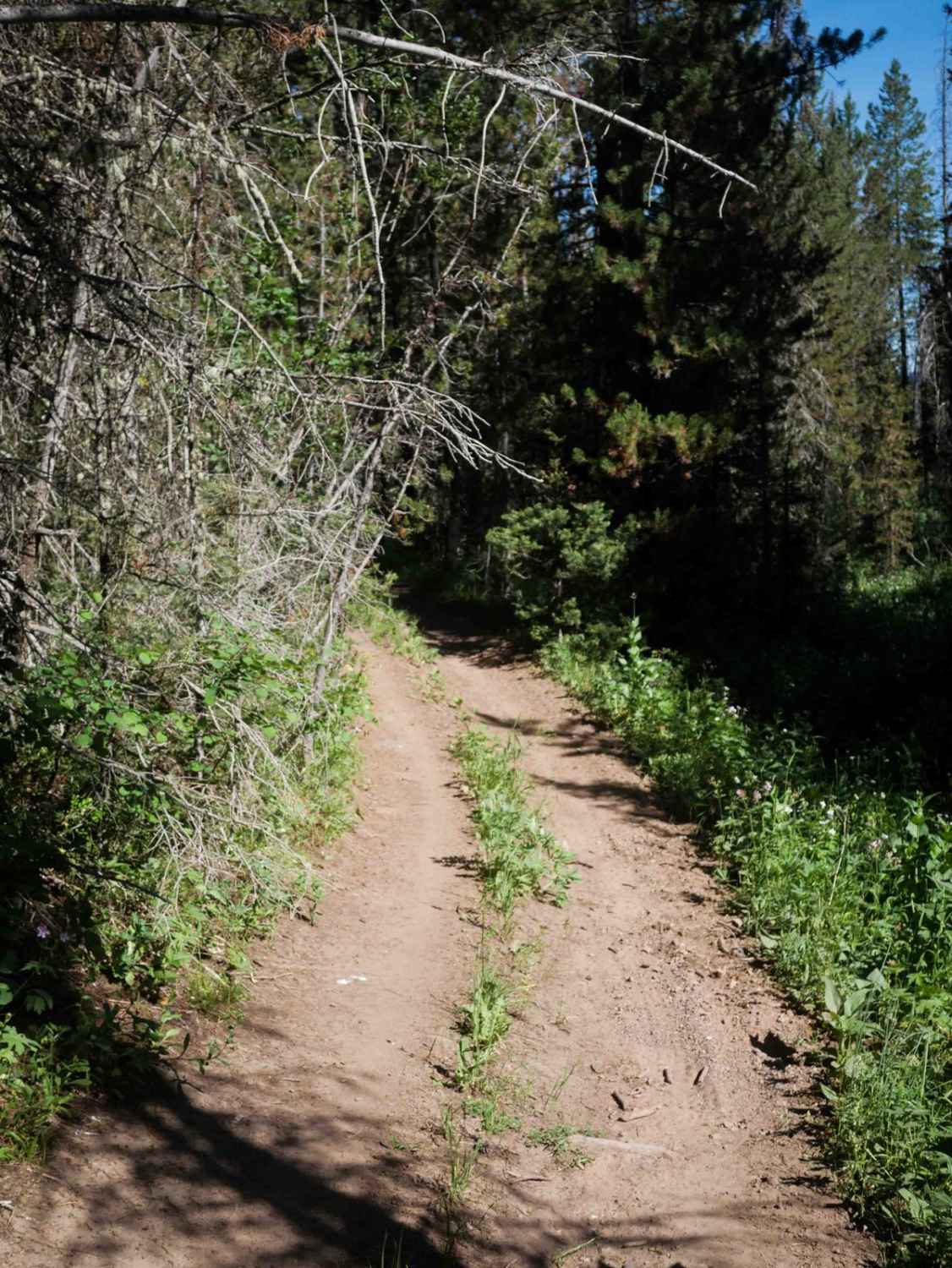 South Fork Timber Creek #5127