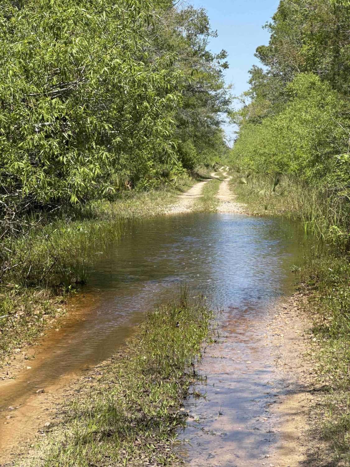 Firebreak 14 - Aucilla WMA