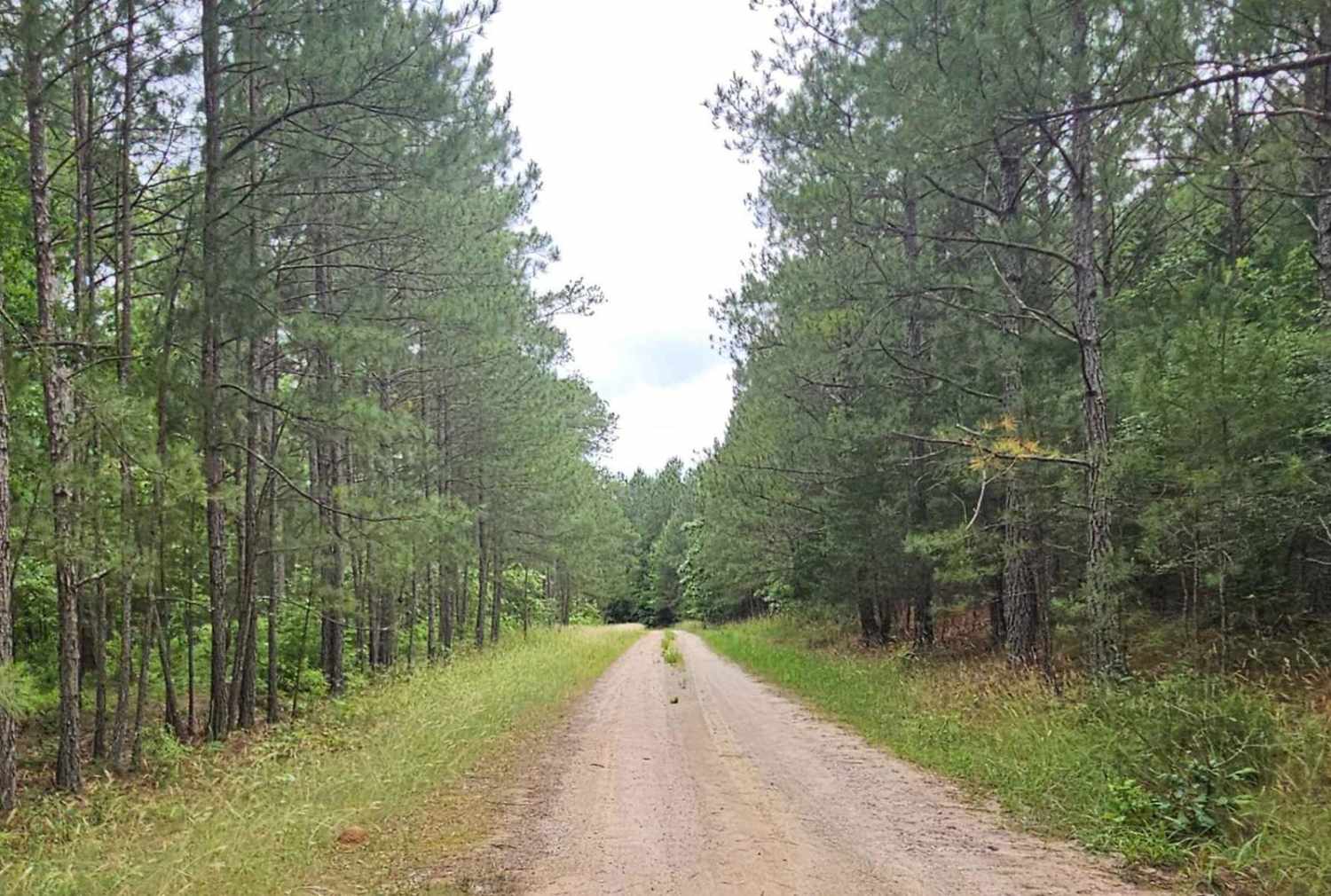 Cedar Springs (618)