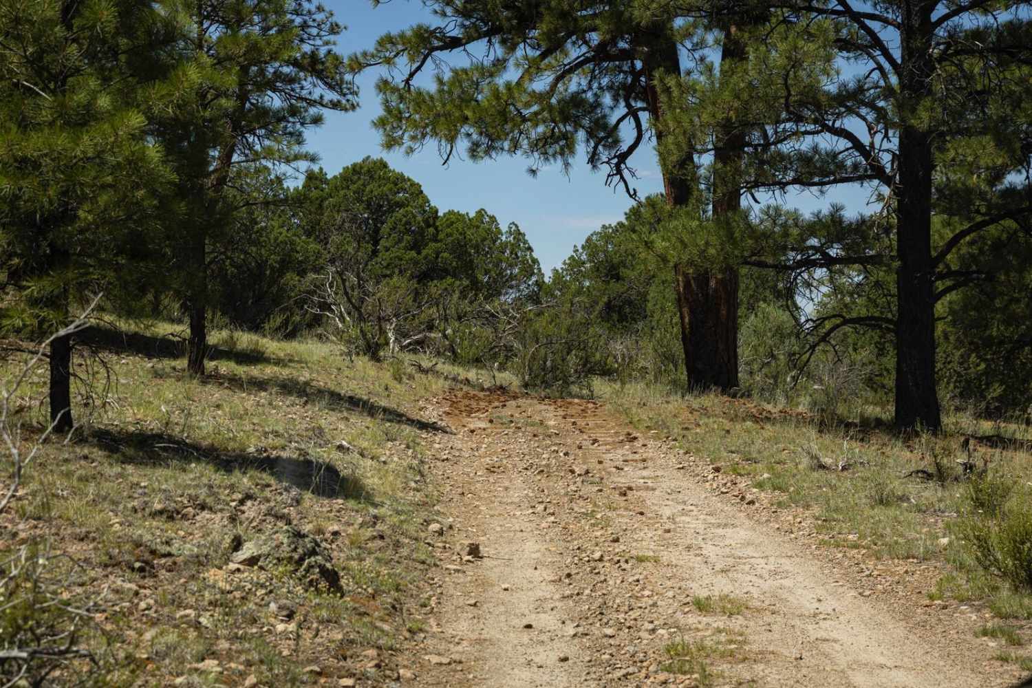 The Wooded Curve