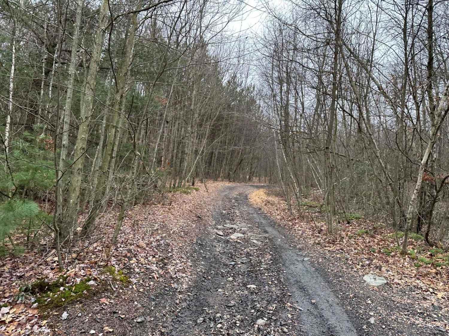 Locust Gap 70