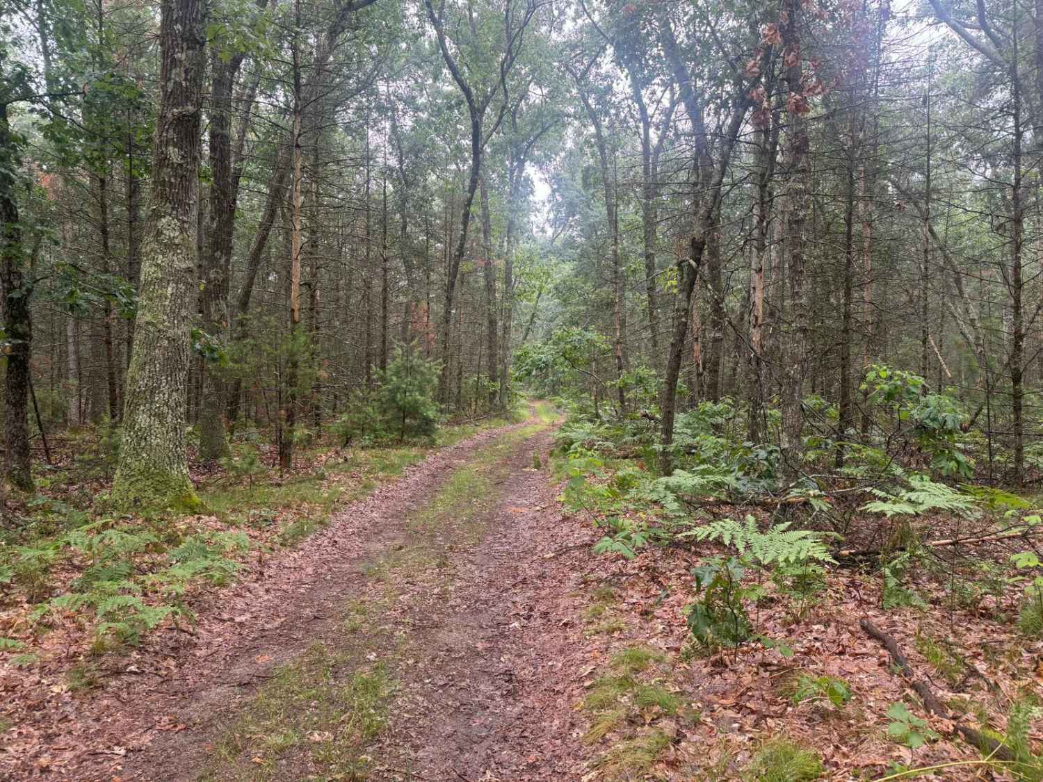 Forest Route 9195