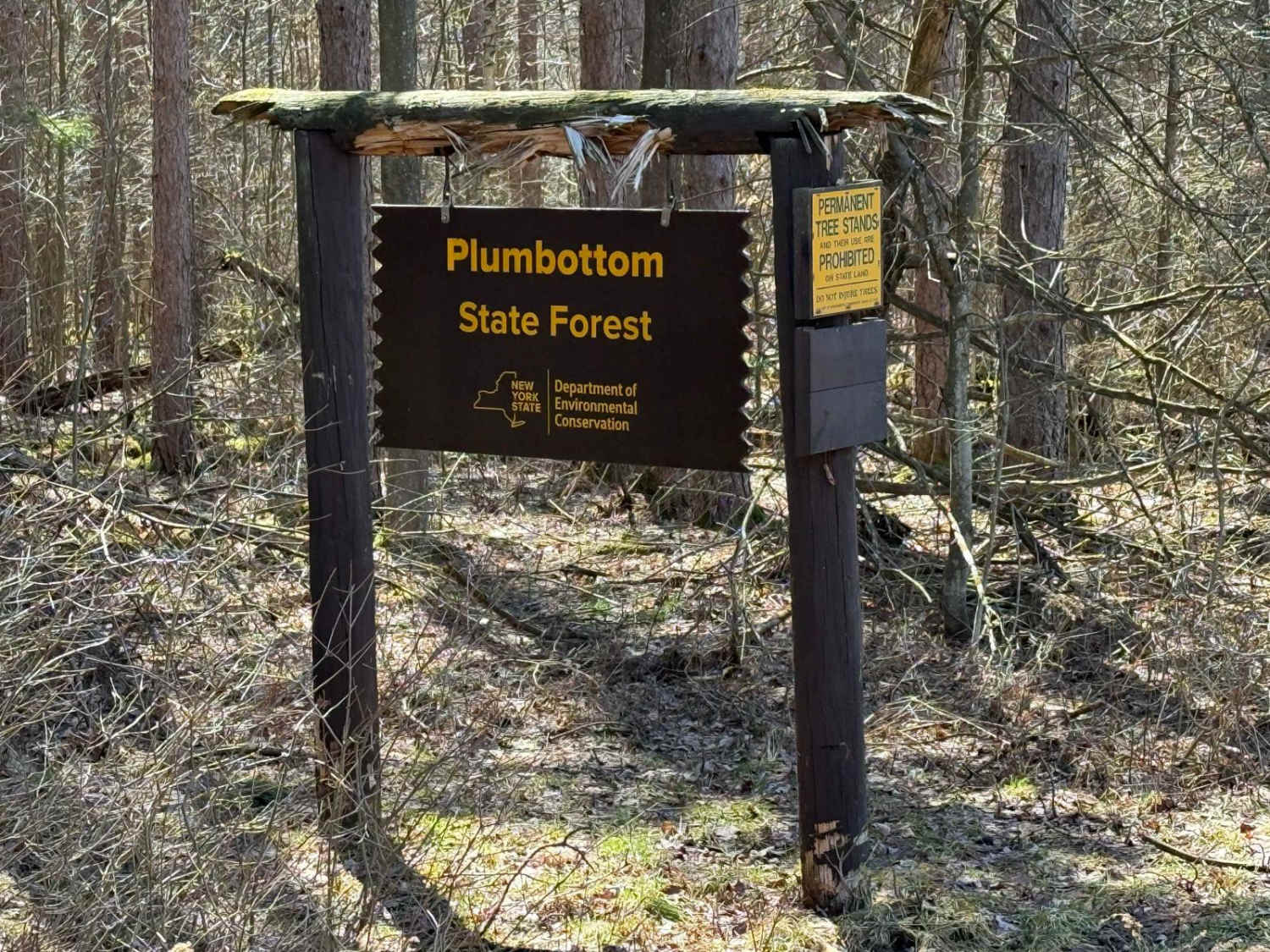 Plumbottom Reddy Forest Road