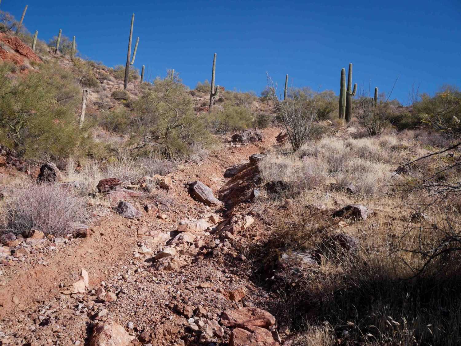 Picacho Singletrack 