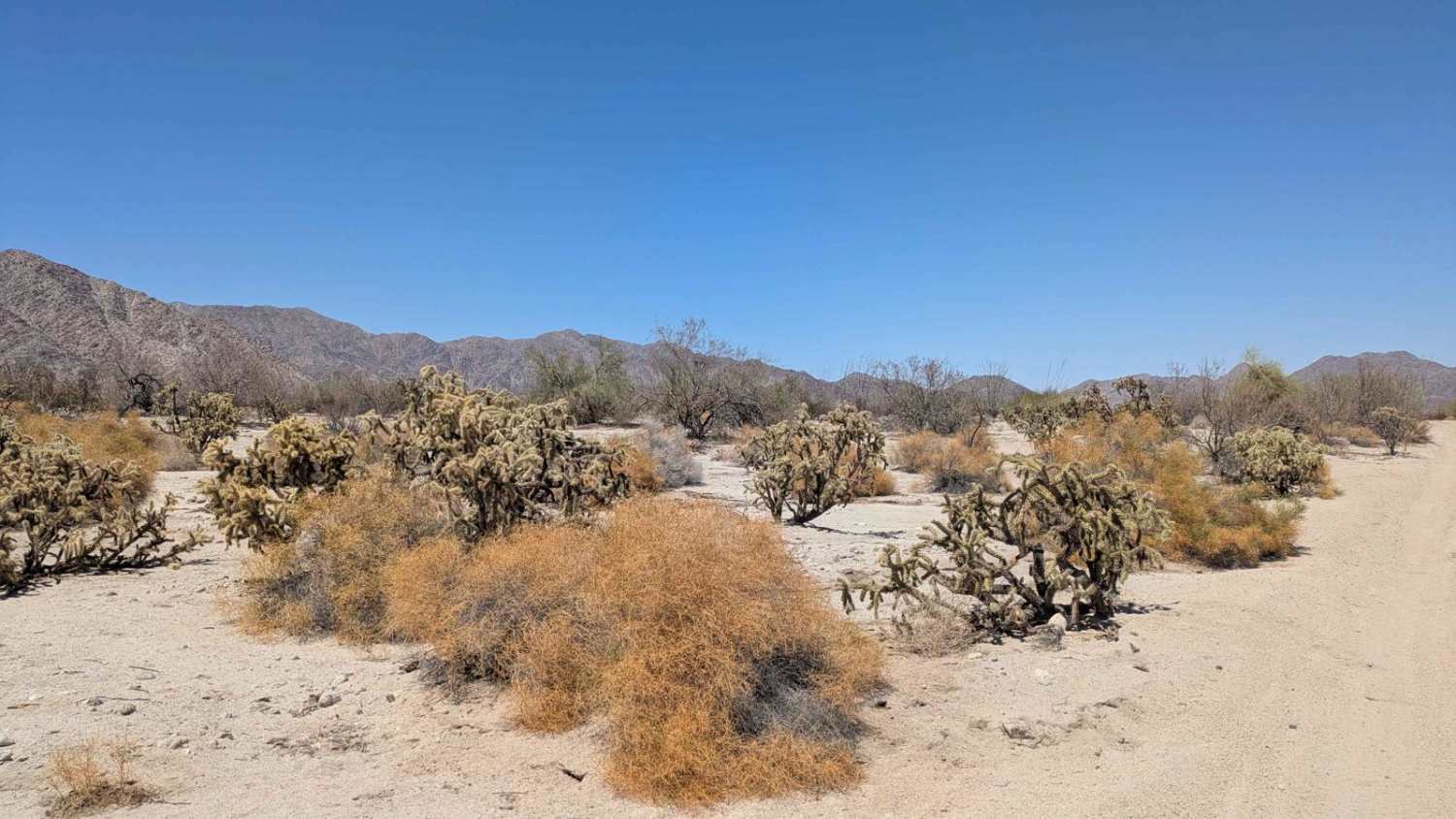 Teddy Bear Cacti Run