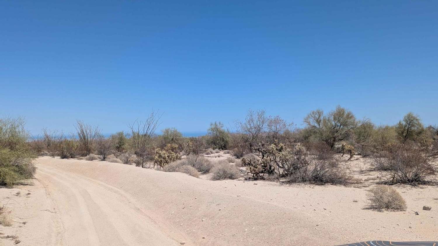 Teddy Bear Cacti Run