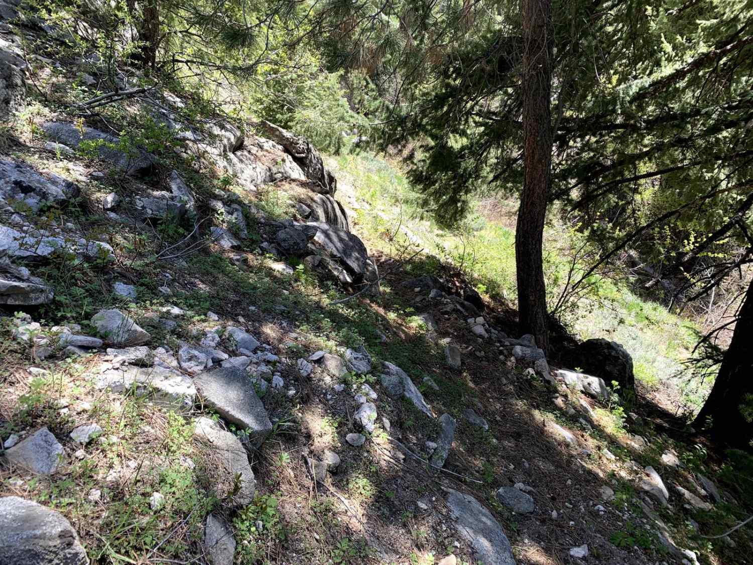 Lupine Gulch