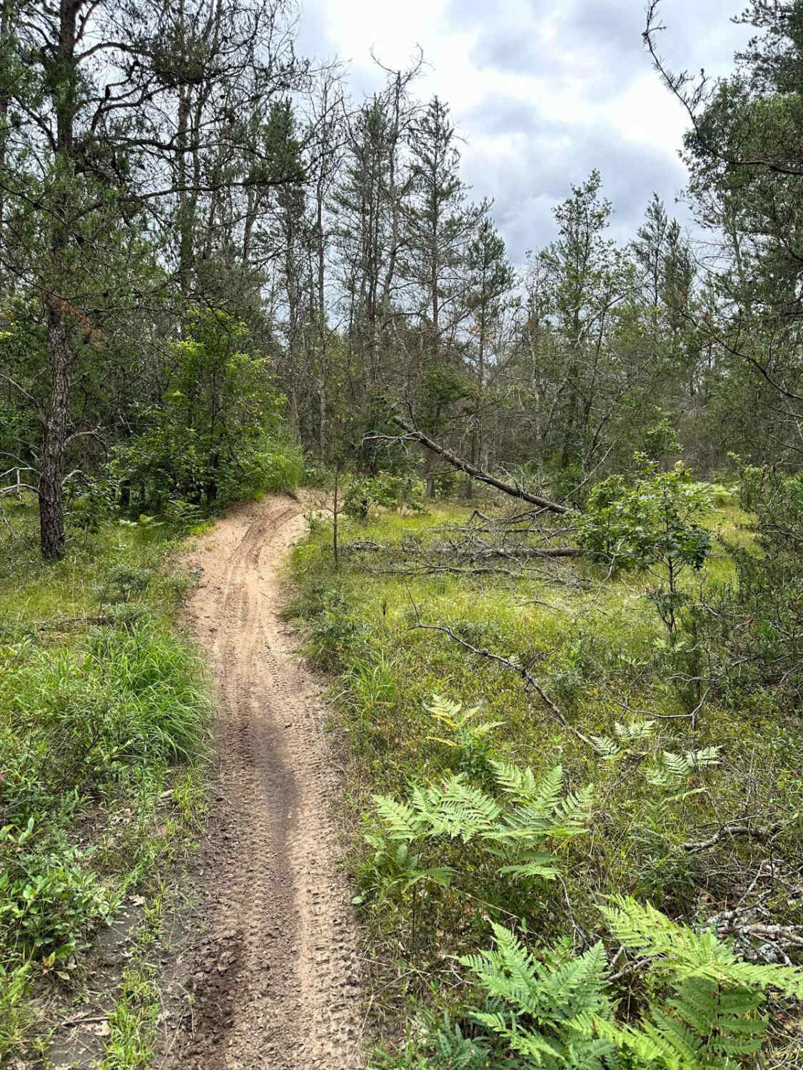 S/W Little Manistee Motorcycle Trail