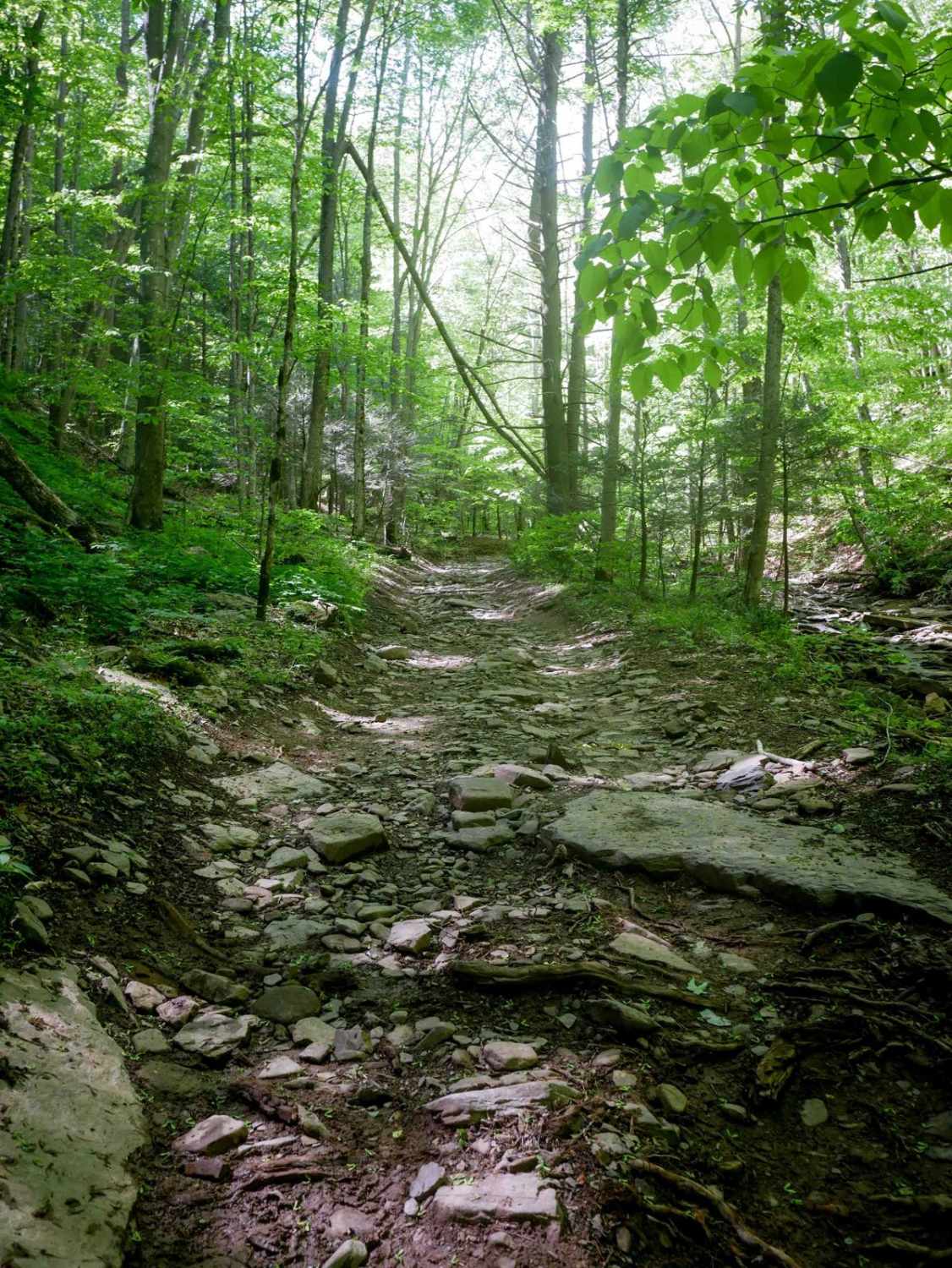 Trail 23 Sawmill Run