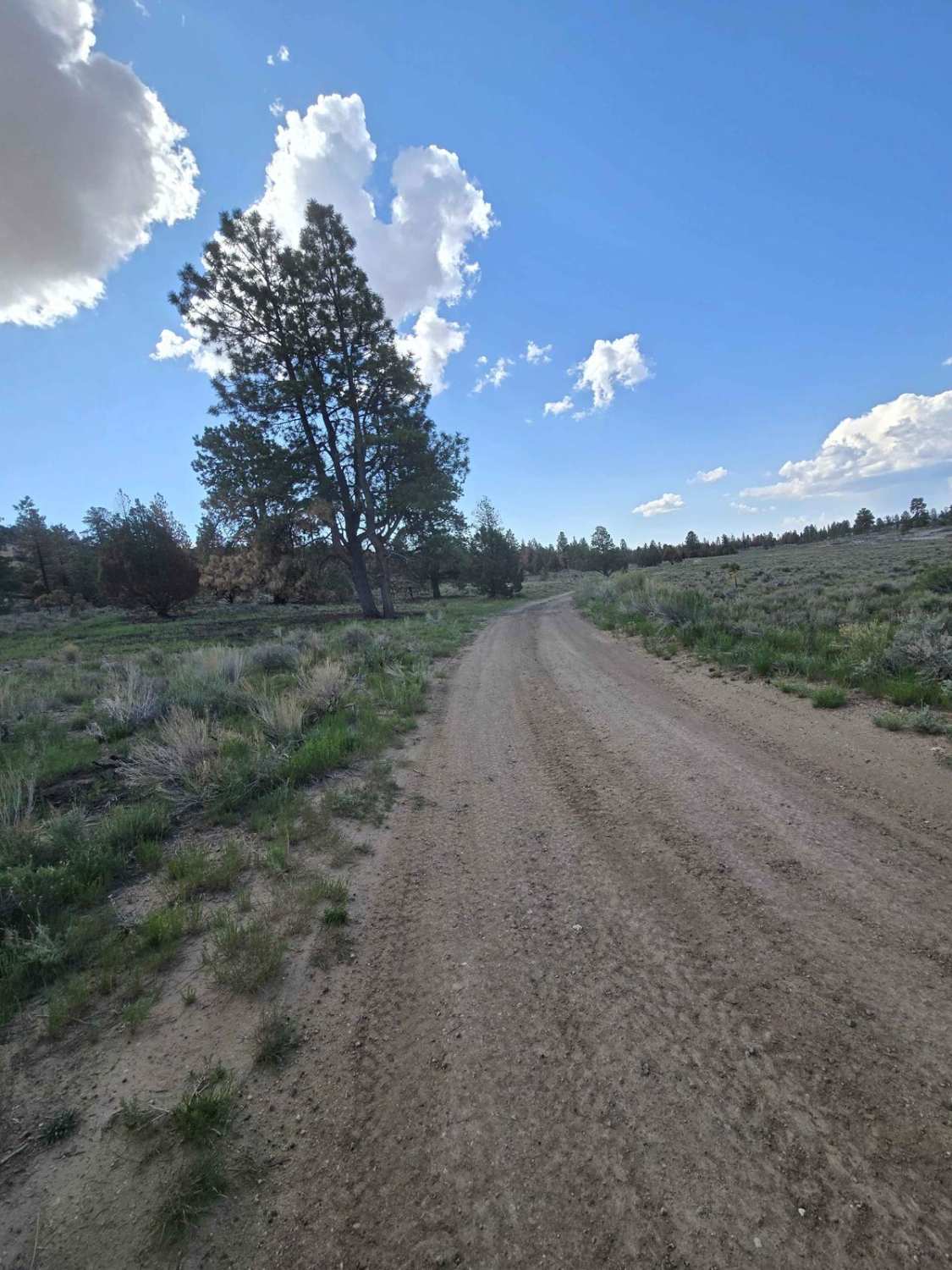 Tom's Best - Flake Swale Trail (FSR 1162)