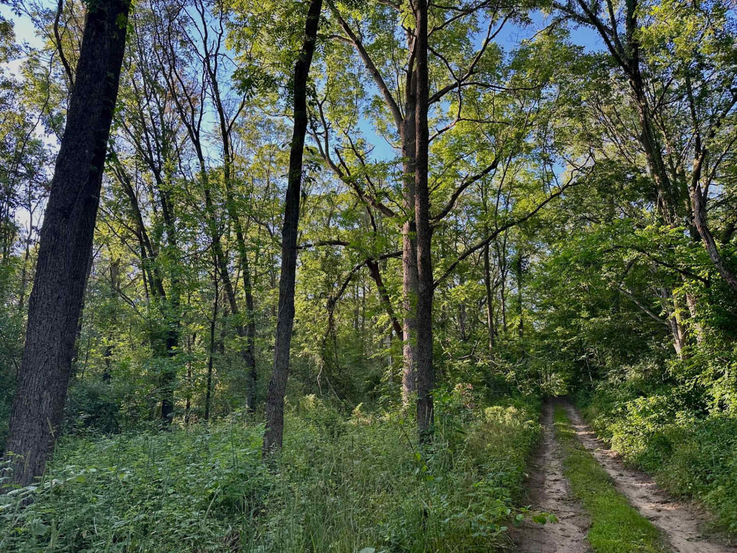 Montcalm Ave Northeast Trail