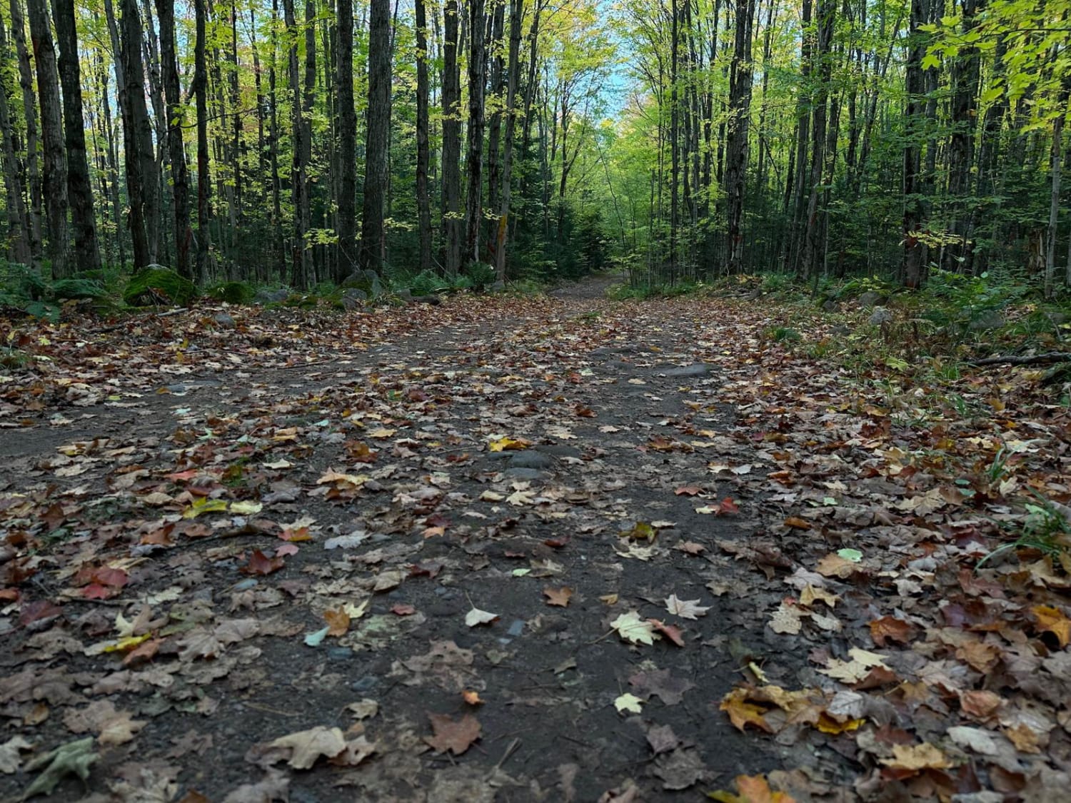Old Camp Four Trail