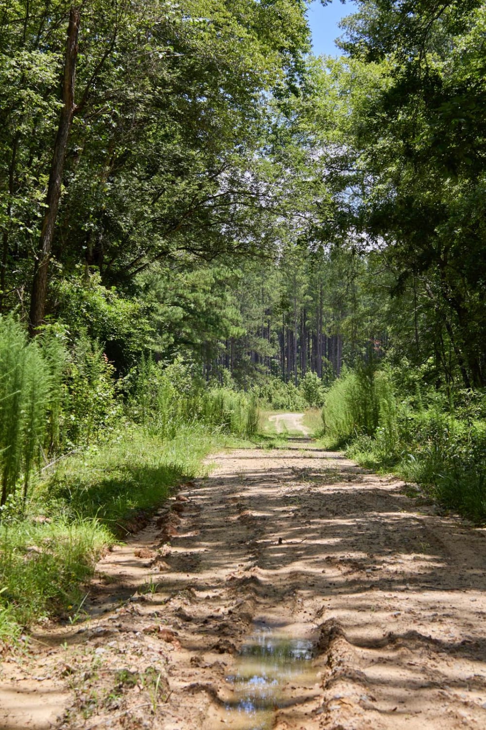 Haskell Barony Swamp Trail