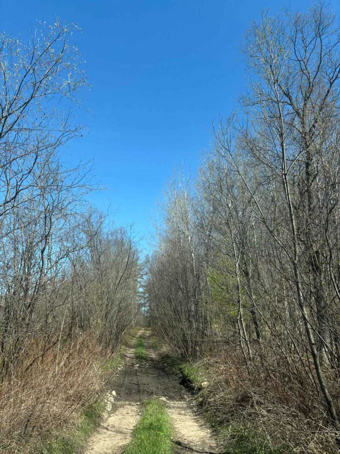 Jack Pine Camp Road