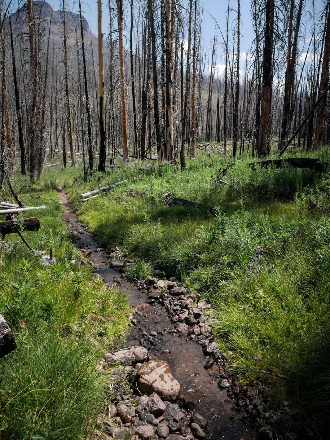 Squaw Creek  