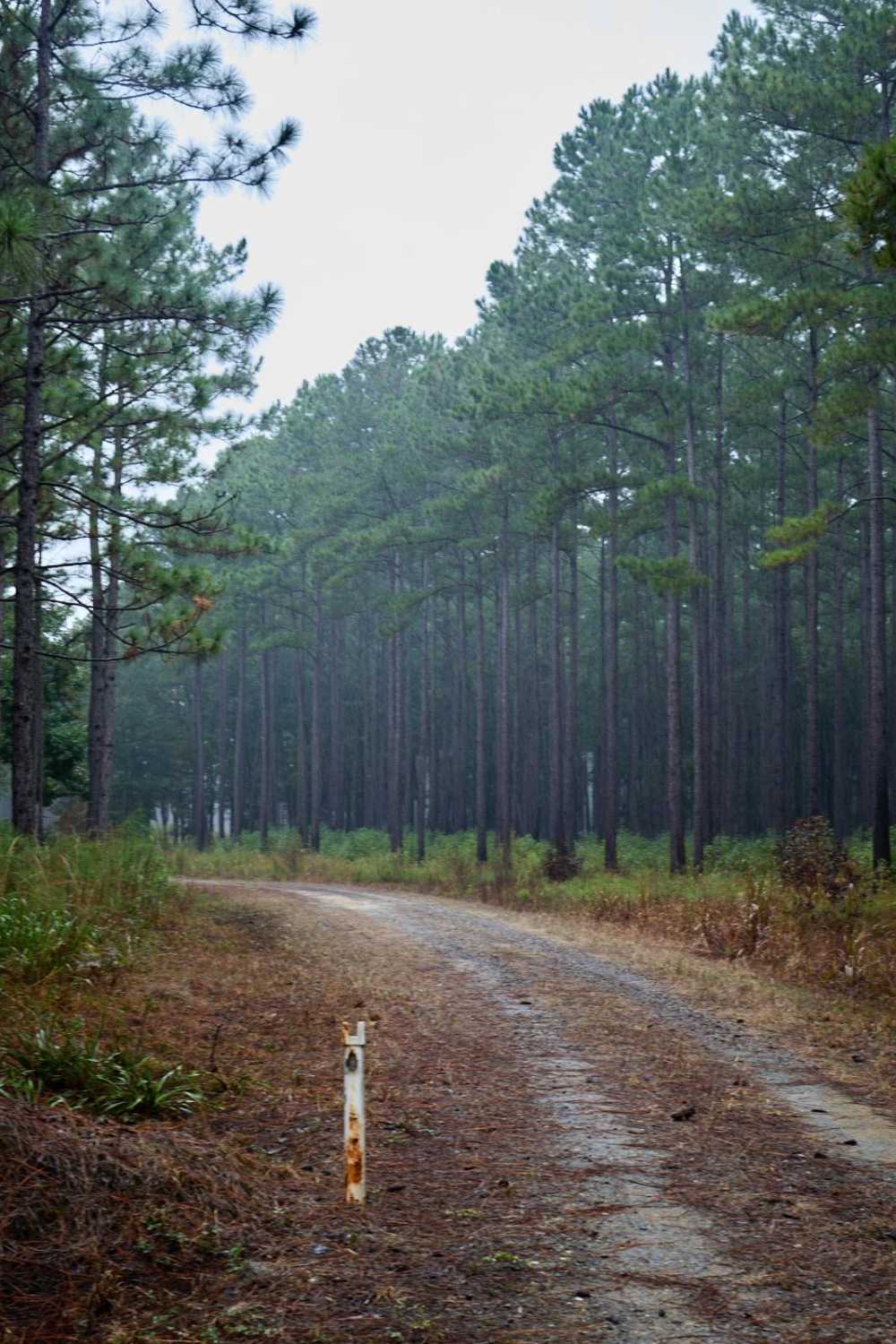 Bonneau Ferry WMA - Nimitz Road