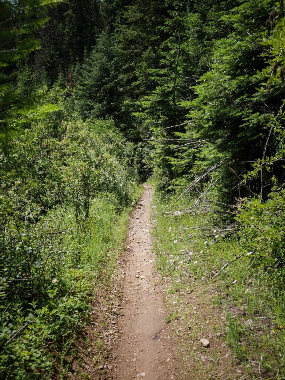 Canfield Mountain- Trail 11
