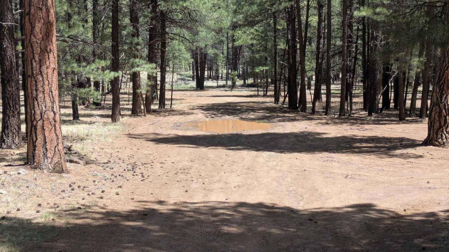 Lost Pines Cutoff FS 6149