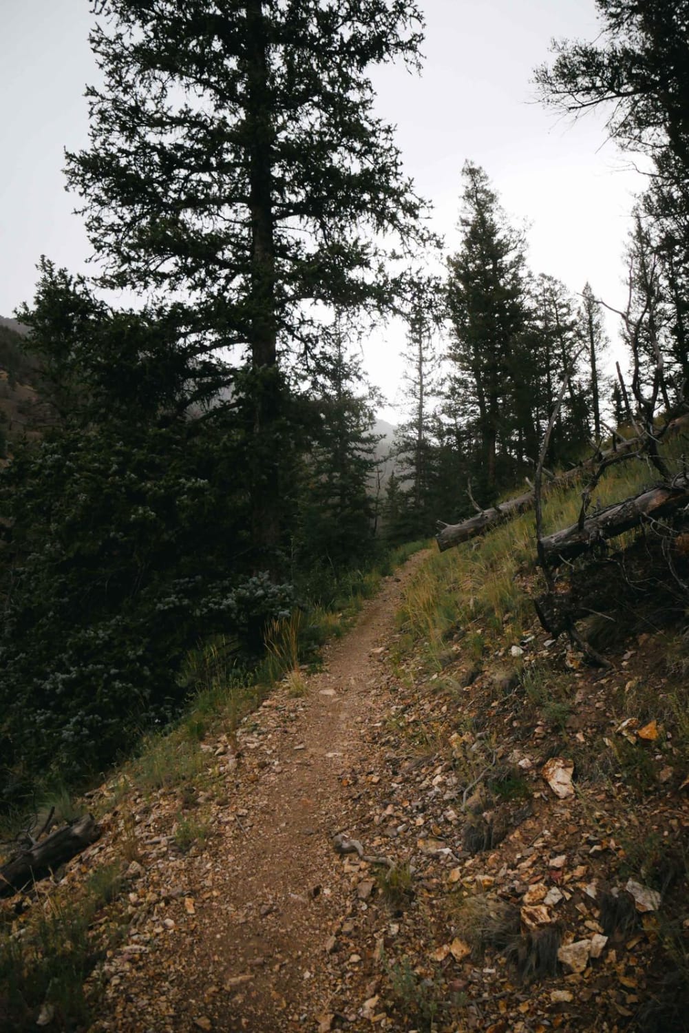 Miners Creek Trail 
