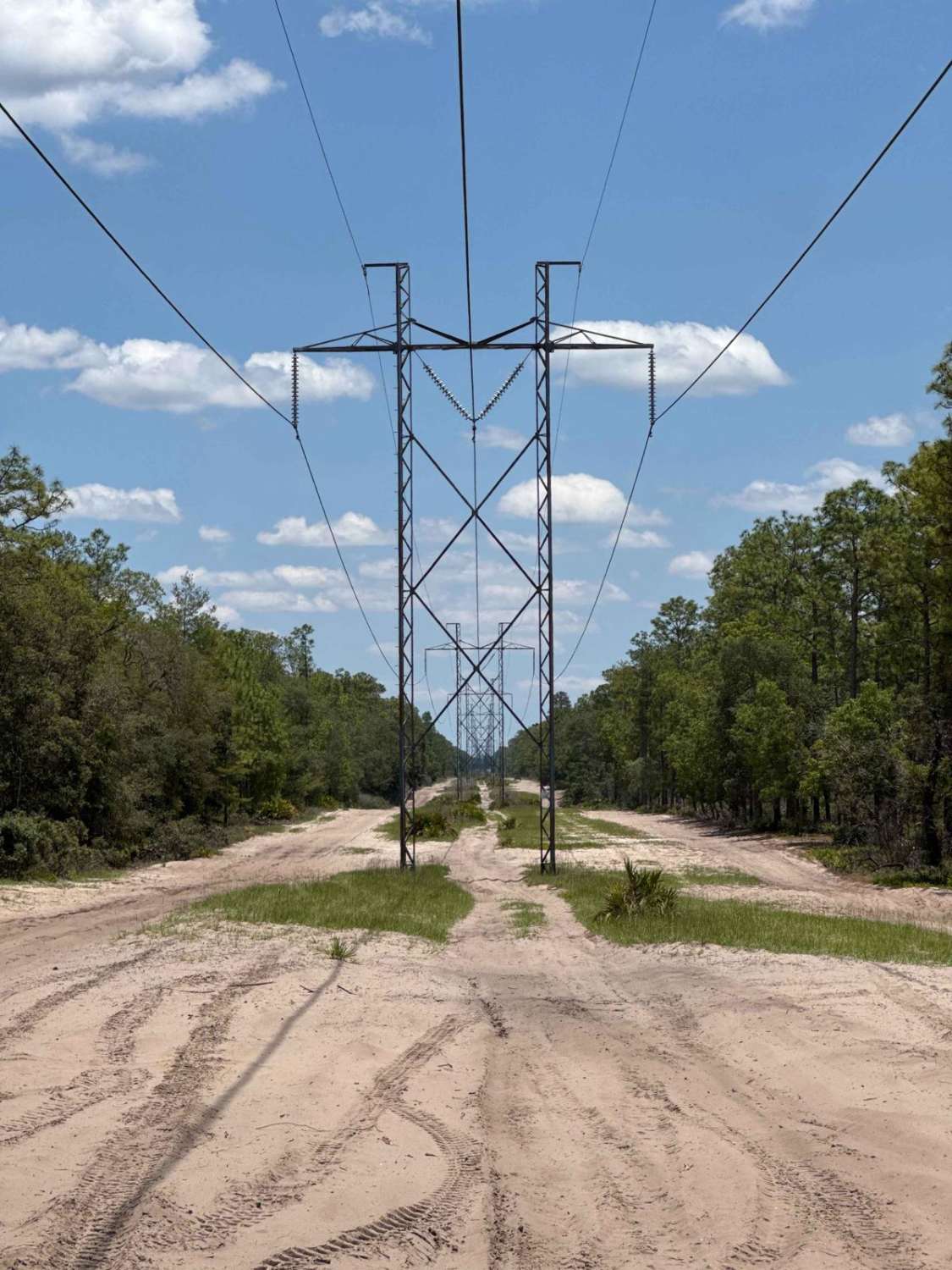 East Wandering Wiregrass