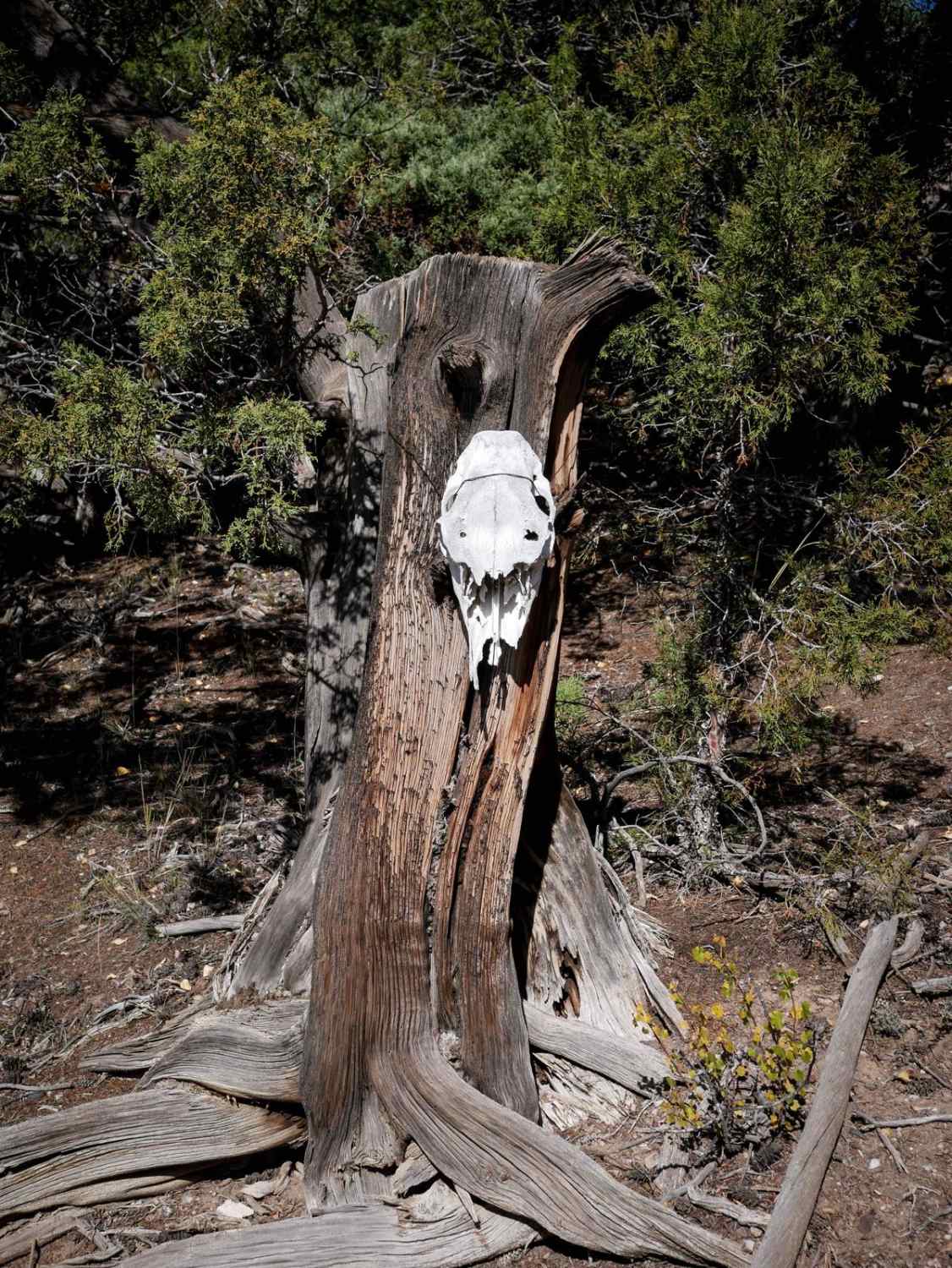 Skull Pass 