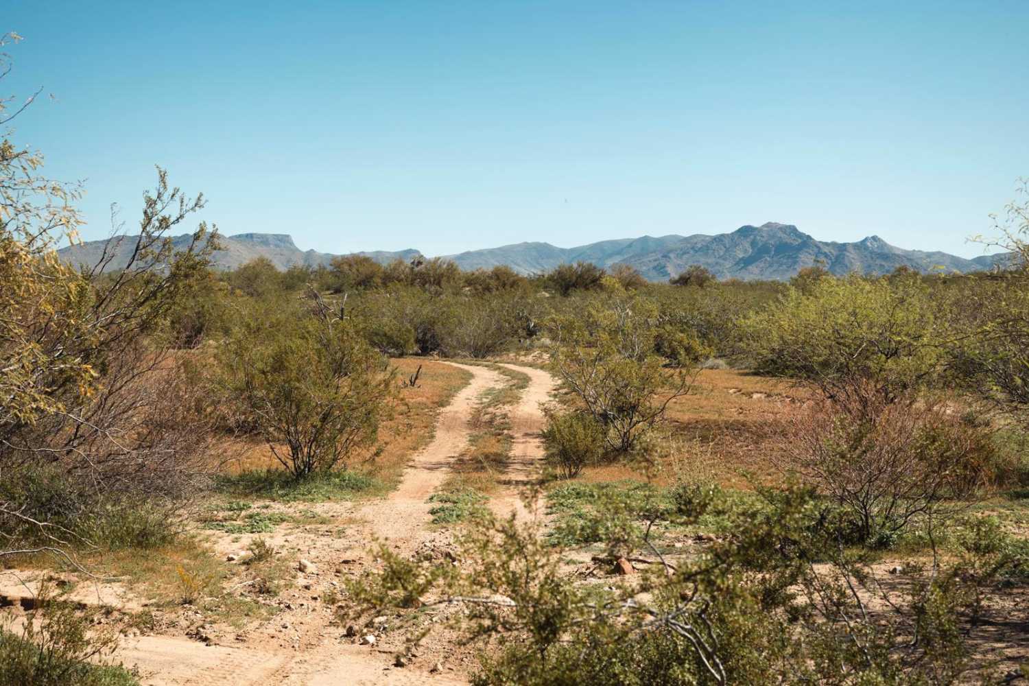Creosote Forest Run