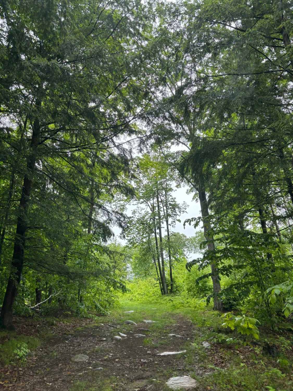Forest Road 2619