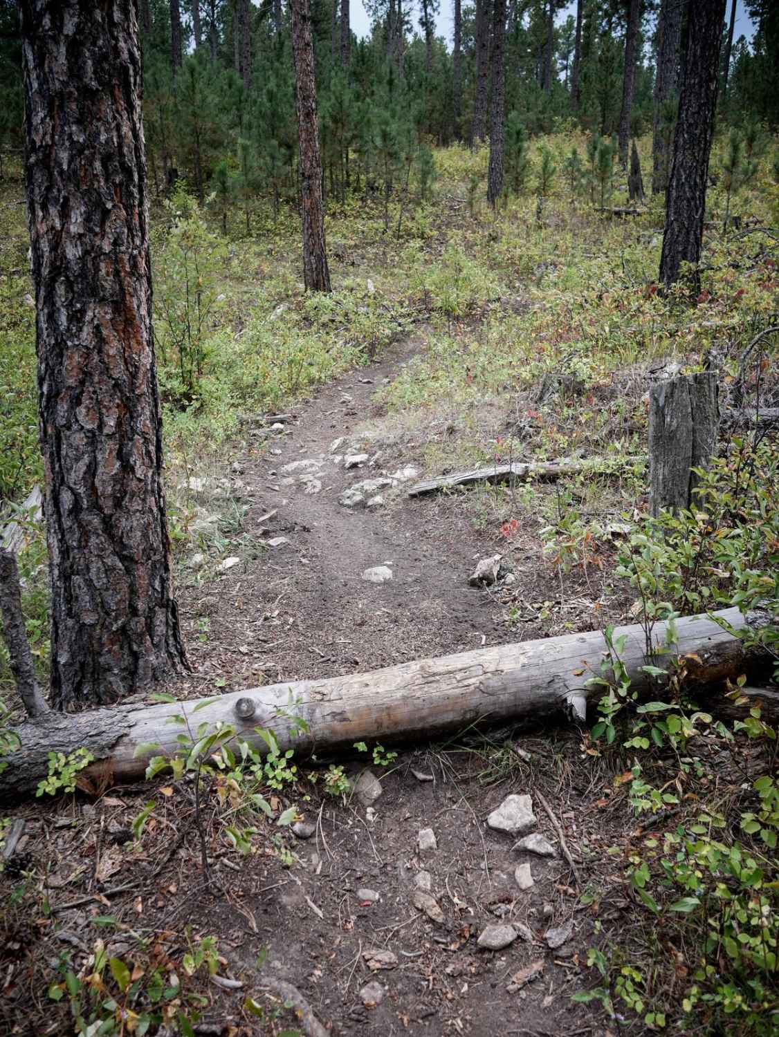 Loamy Loop Lollipop Stem 
