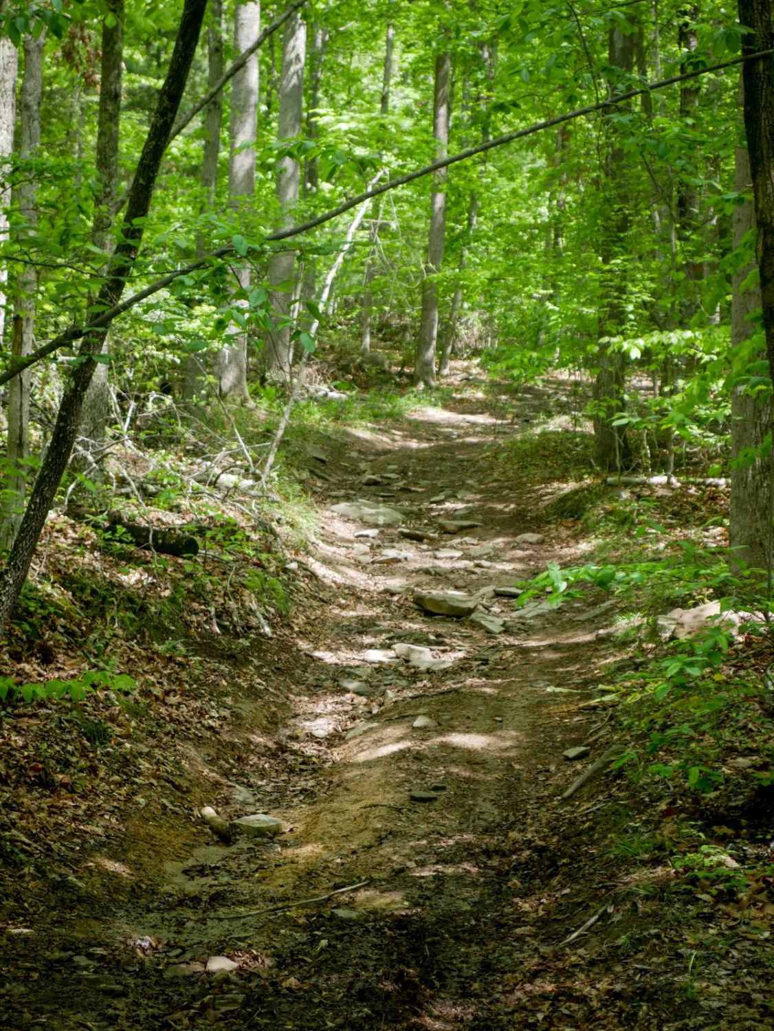 Trail 6