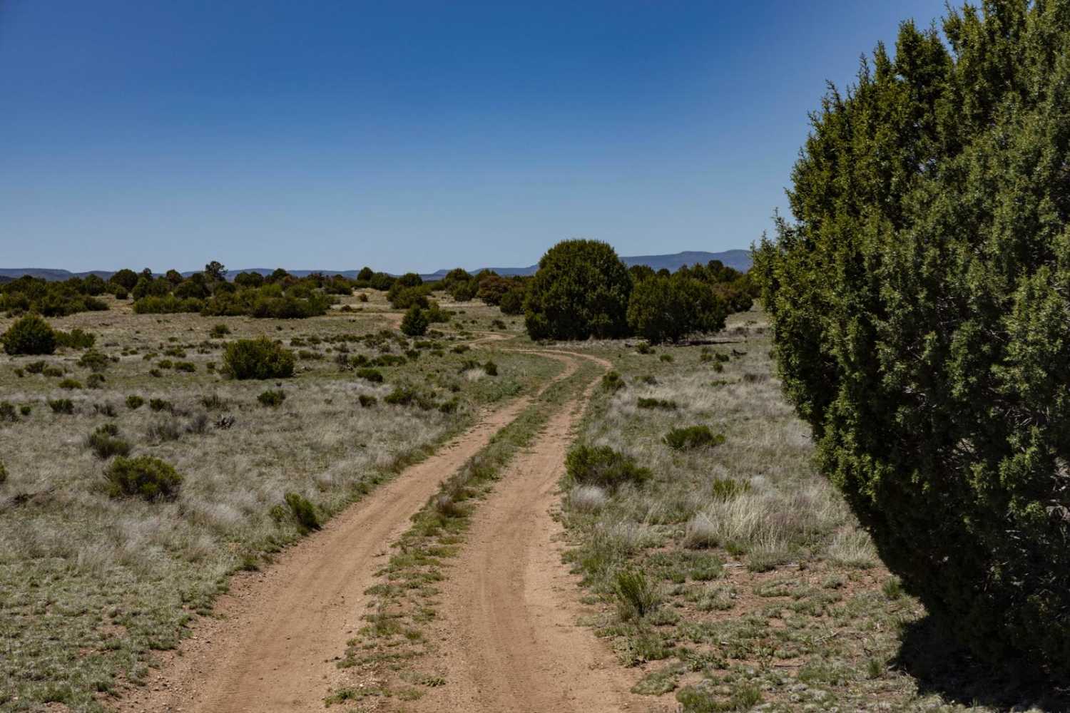 Javelina Camp