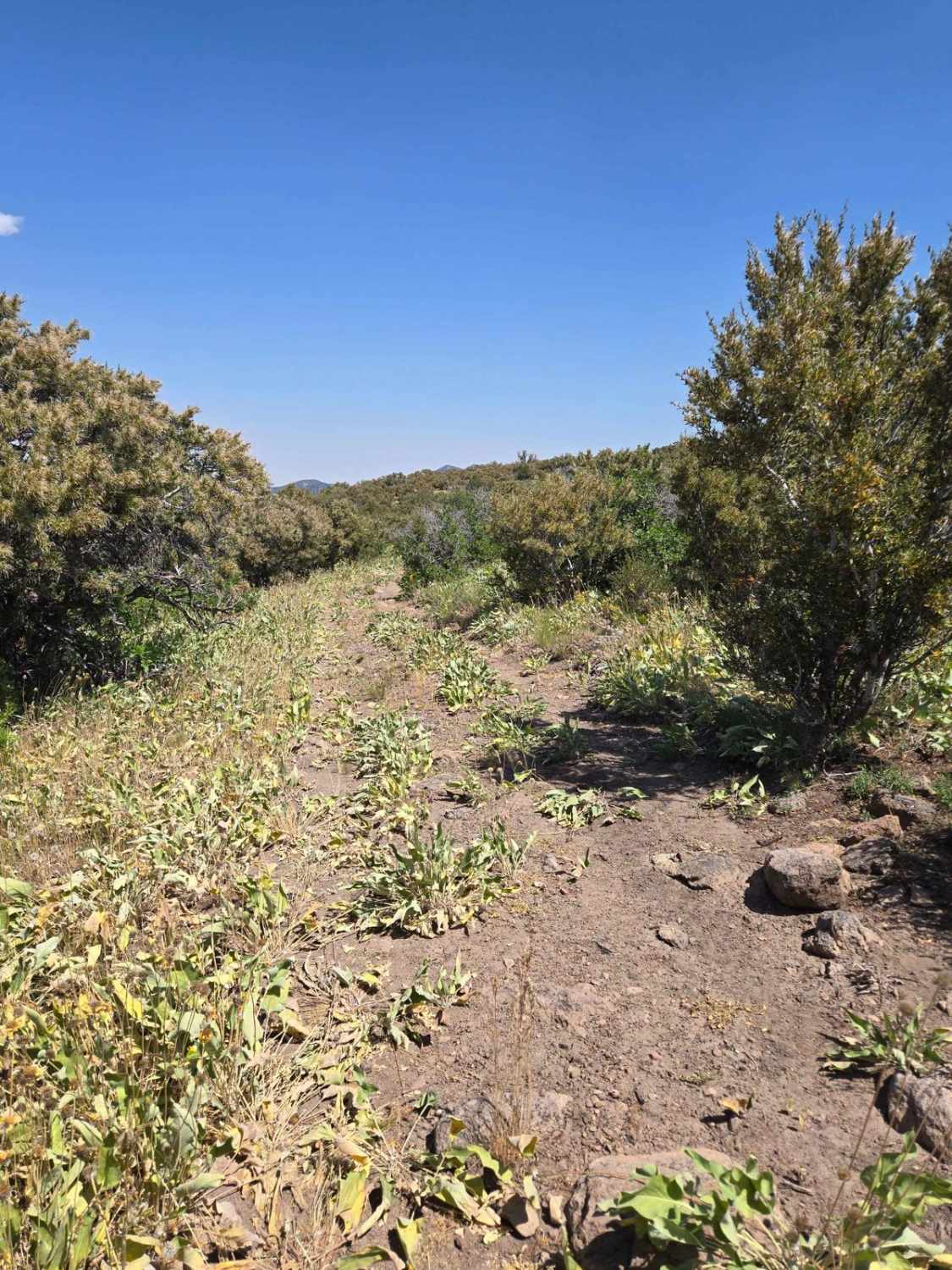 Cow Path - FS40965/FS41671