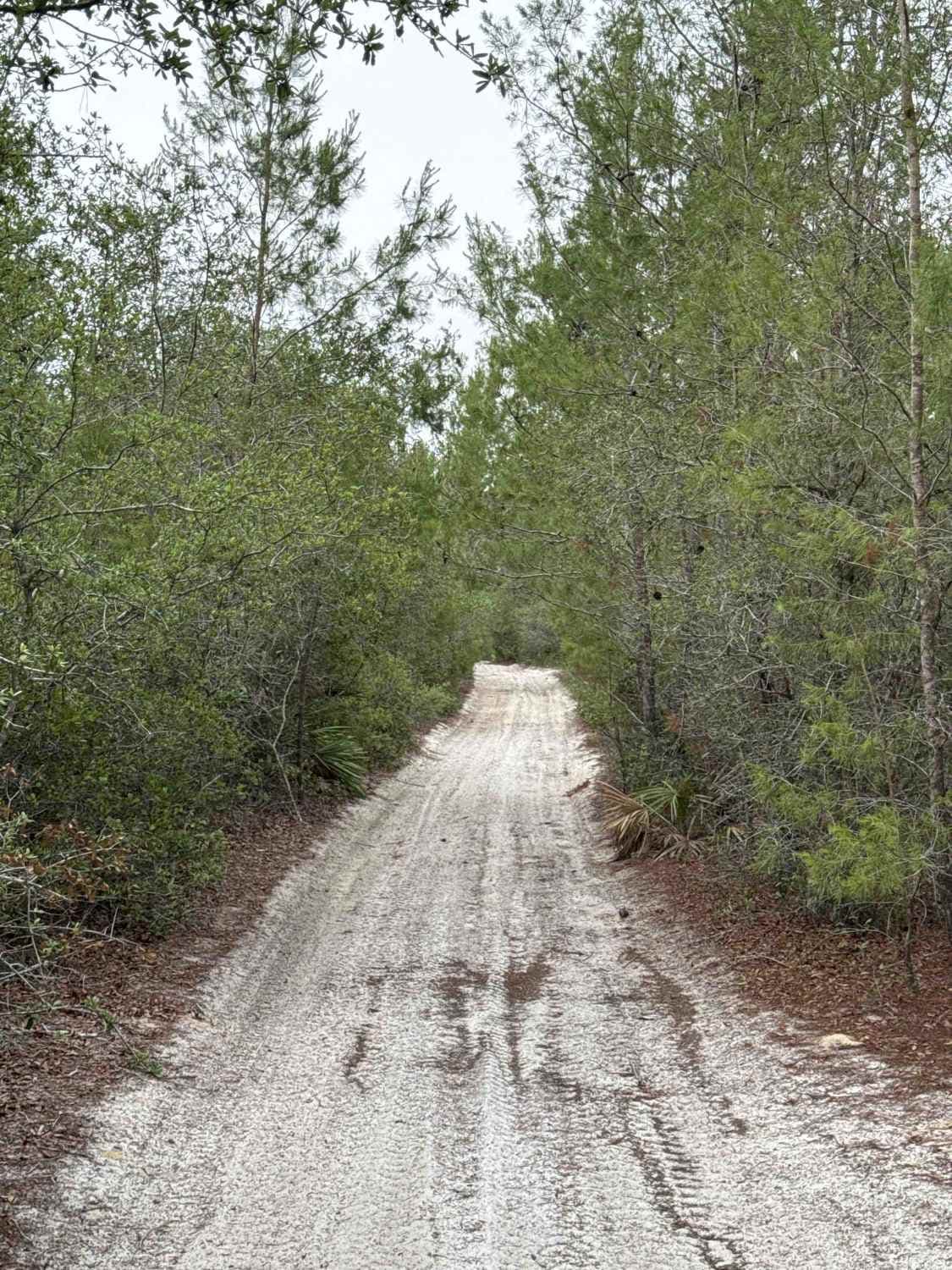 Deep Woods - ONF 42-27.6