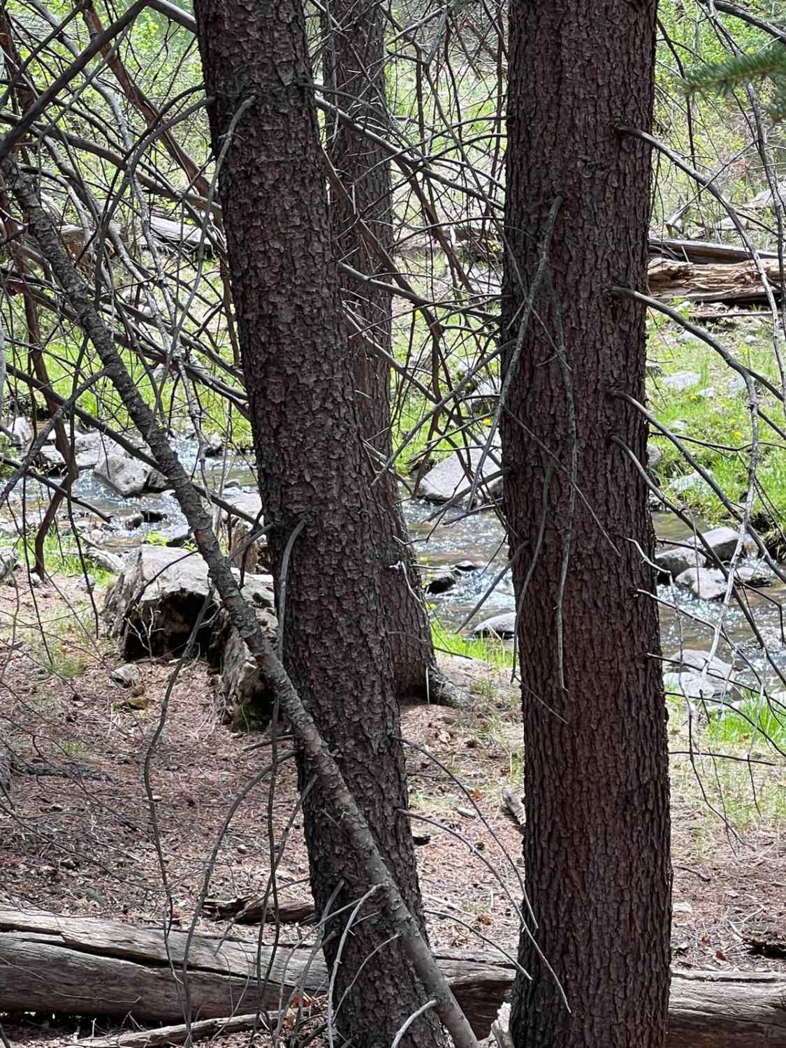 FR 317 Hey Bear?