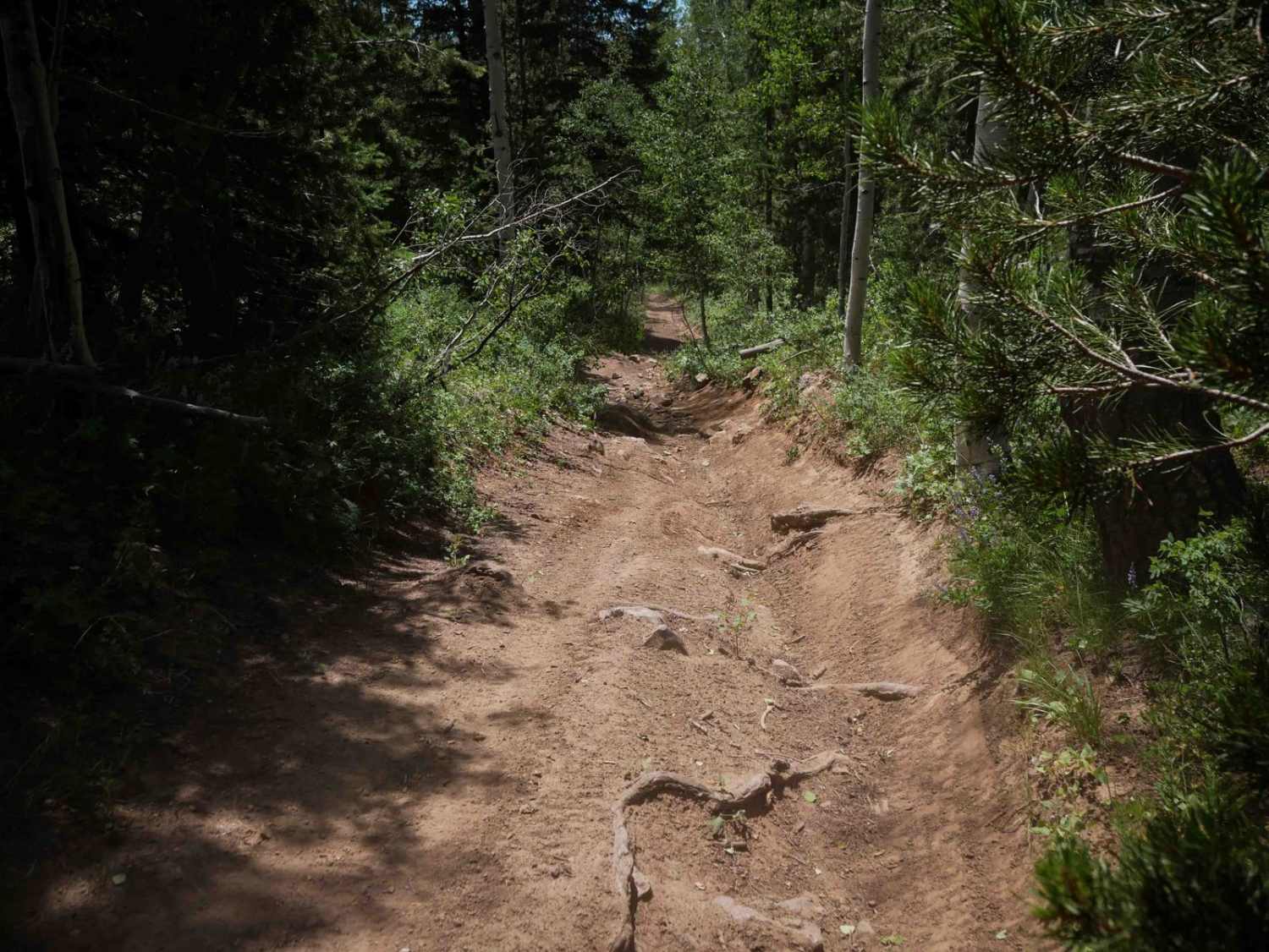 Goodheart Springs #3566