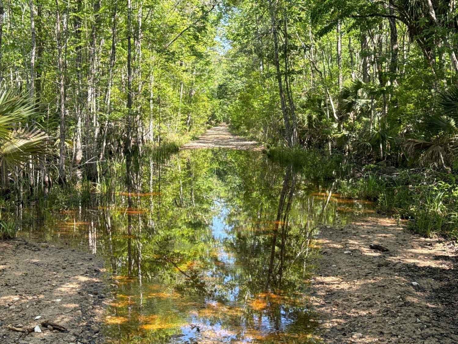 Firebreak 14 - Aucilla WMA