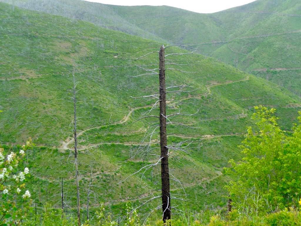 South Fork Nemote Creek - Sheridan Ridge Loop