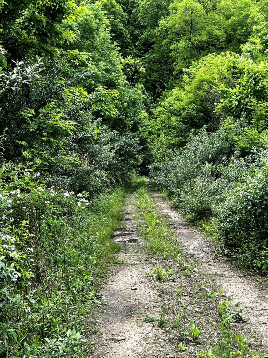 Wild Horse Trail (Lige Hollow)
