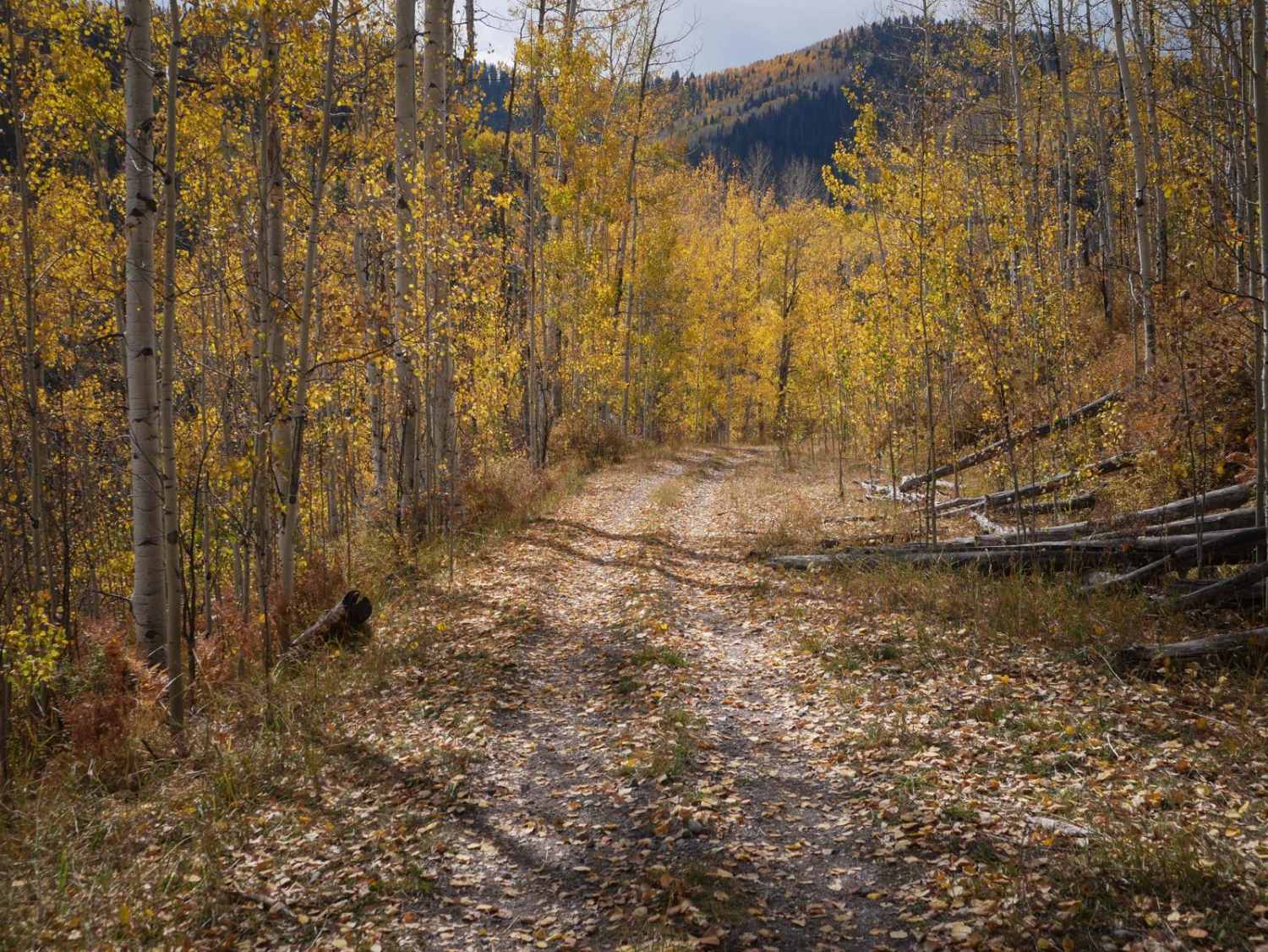 Old Owl Creek ATV  