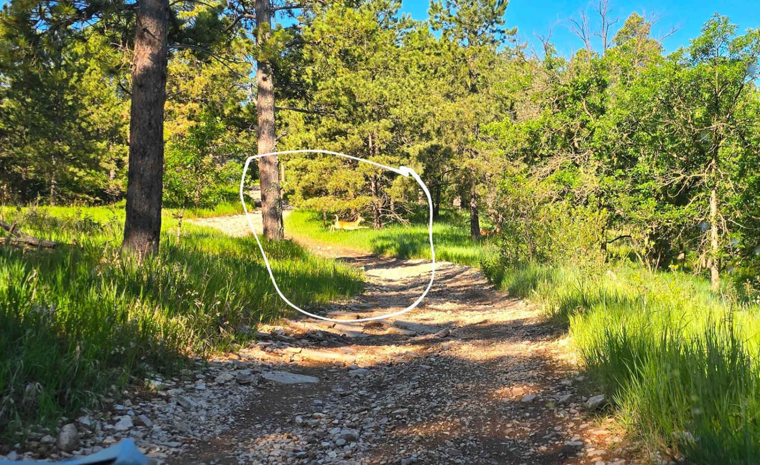 Black Hills Forest Access from Sturgis