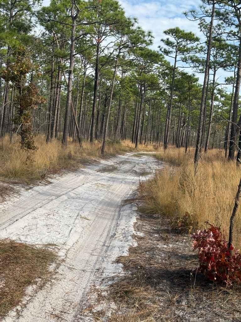 Bogue Road Spur