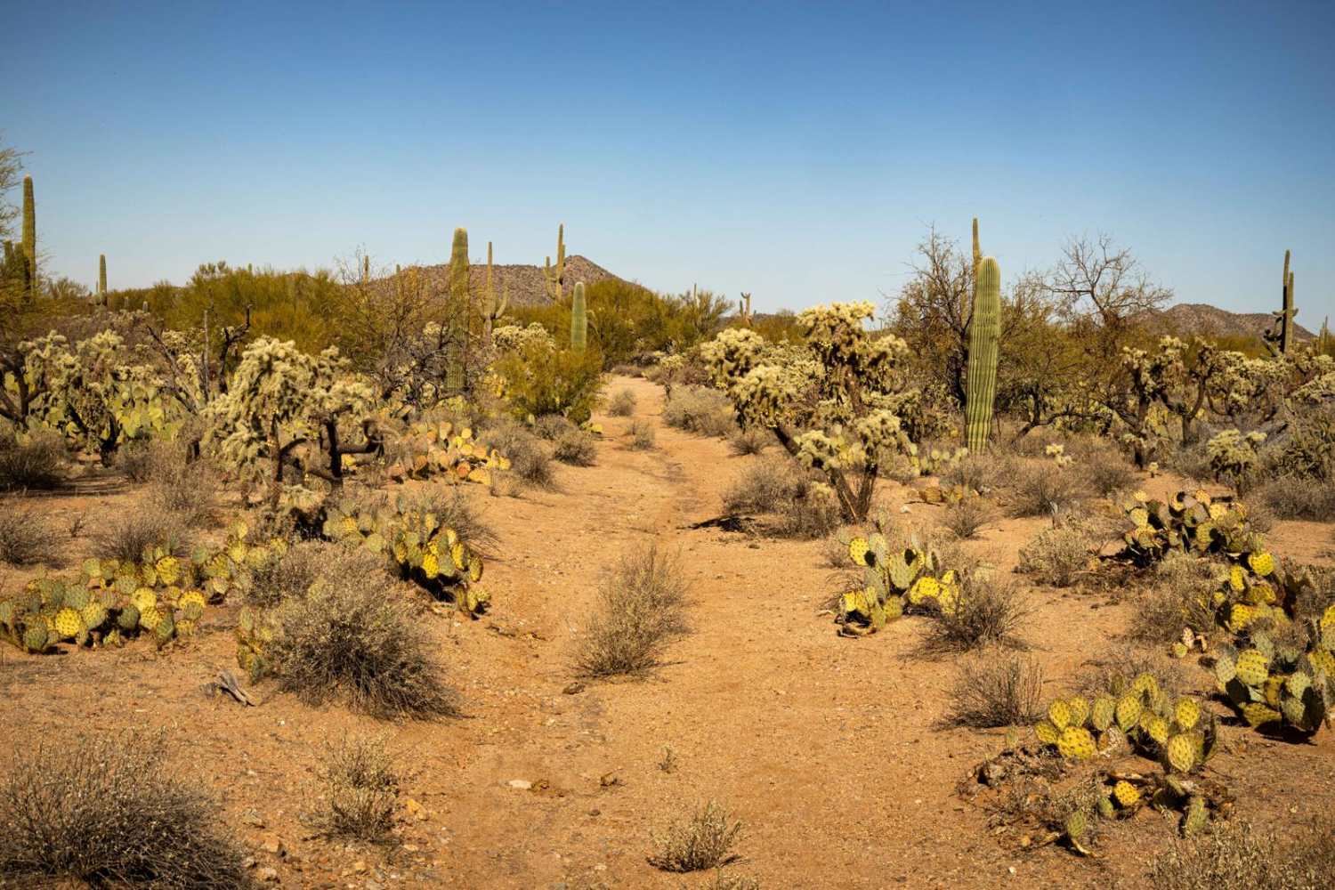 Cucumber Doppelganger