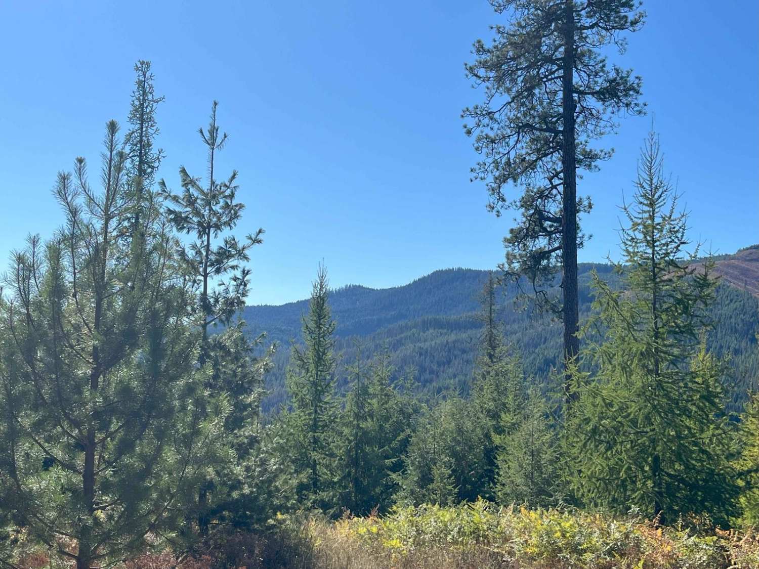 USFS 8234 Mid-Section