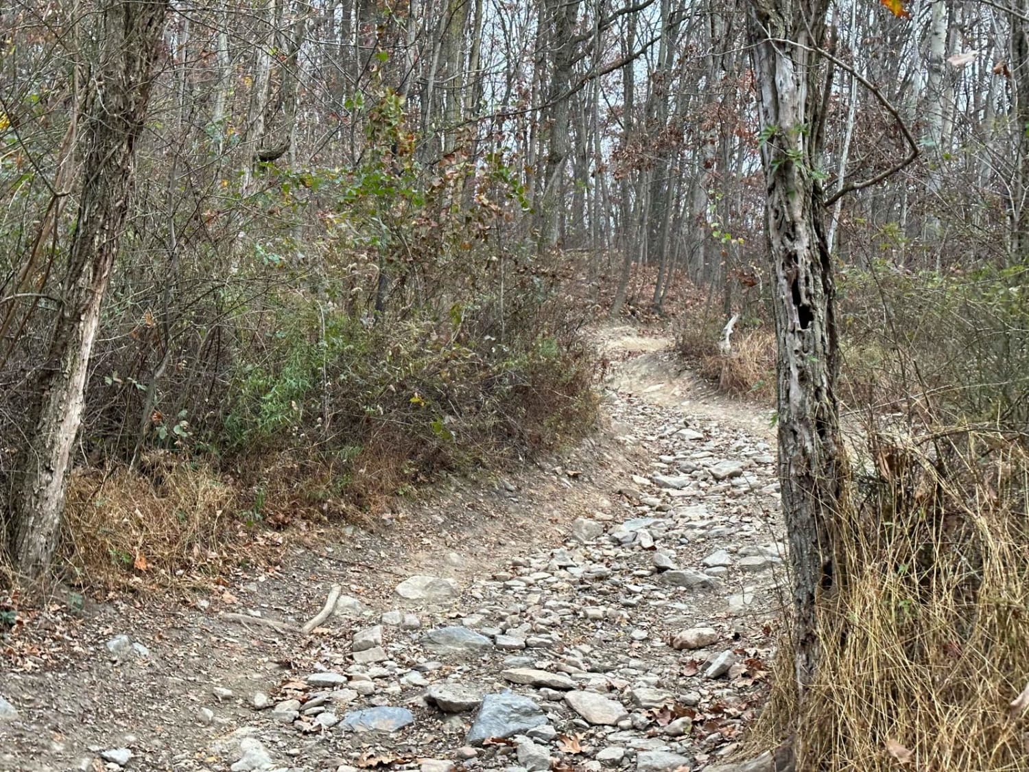 ATV Trail 4