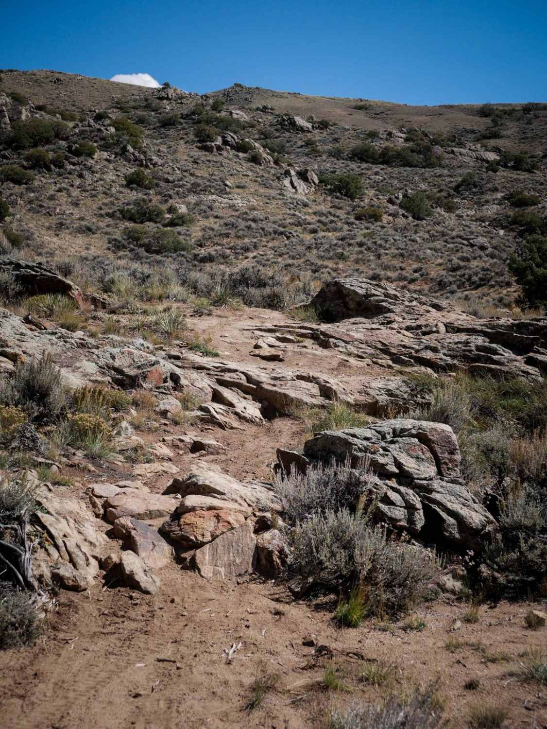 Goat Pasture 